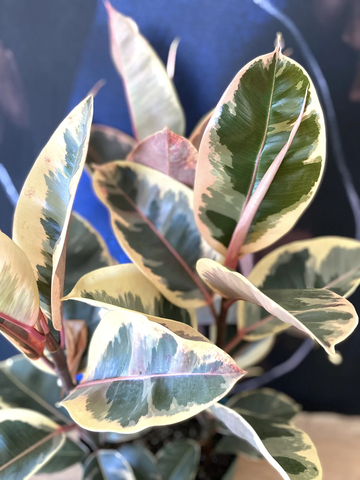 philodendron bipennifolium columbia Philodendron Bipennifolium Aurea 4