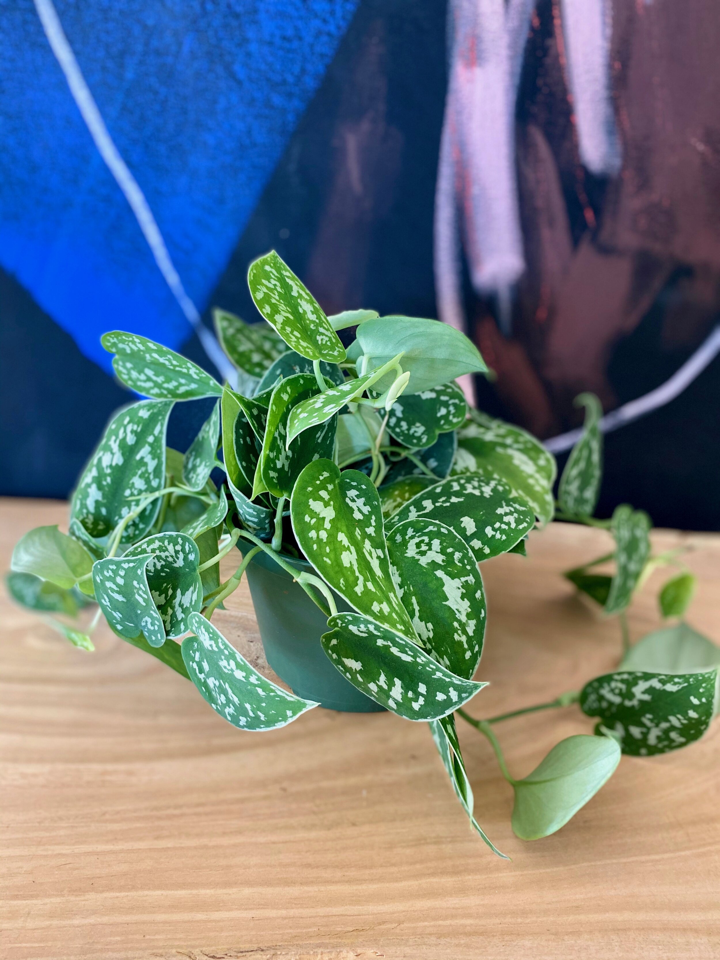 Satin Pothos.jpeg