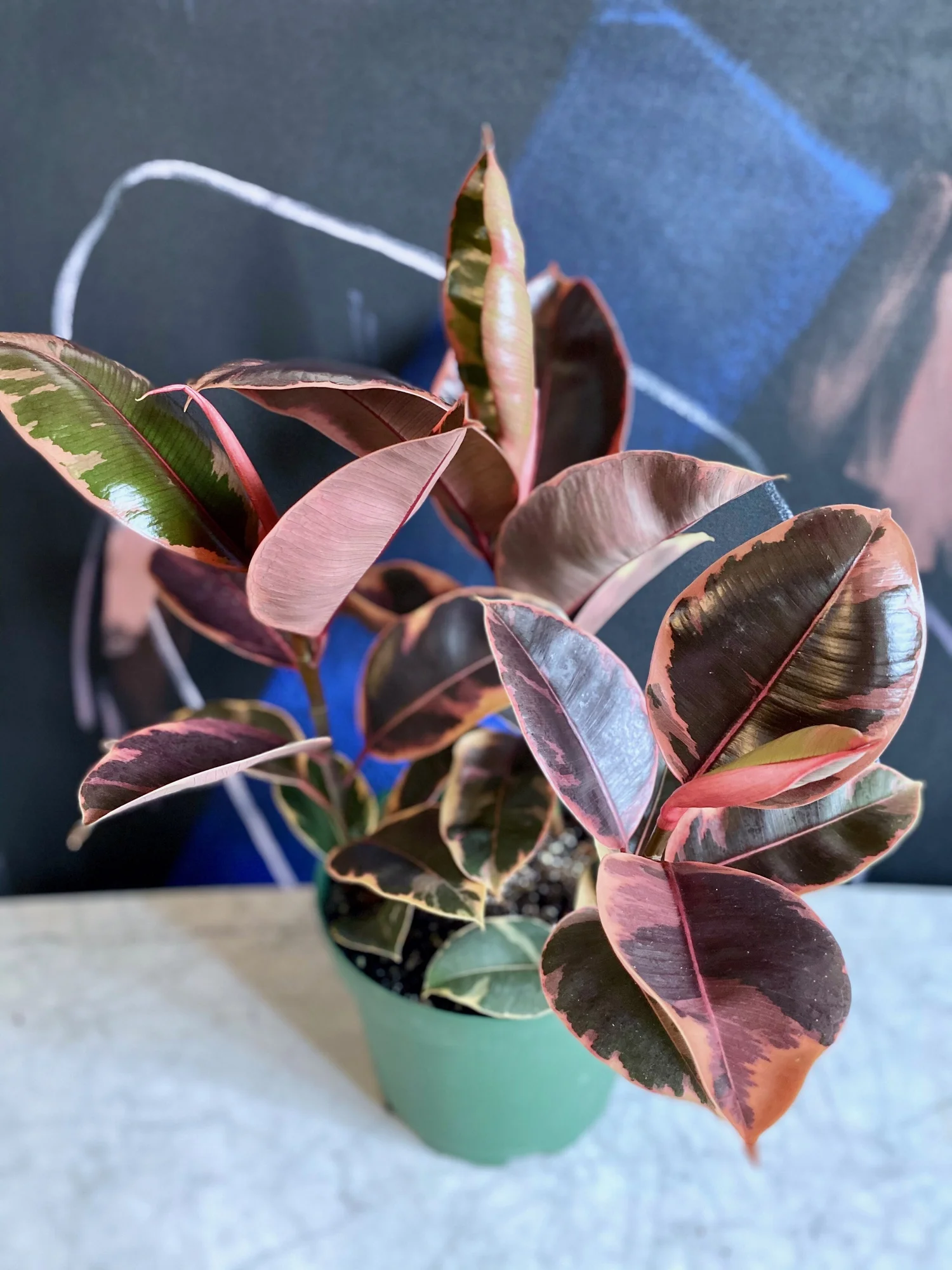 Ficus Decora Ruby  The Tender Gardener