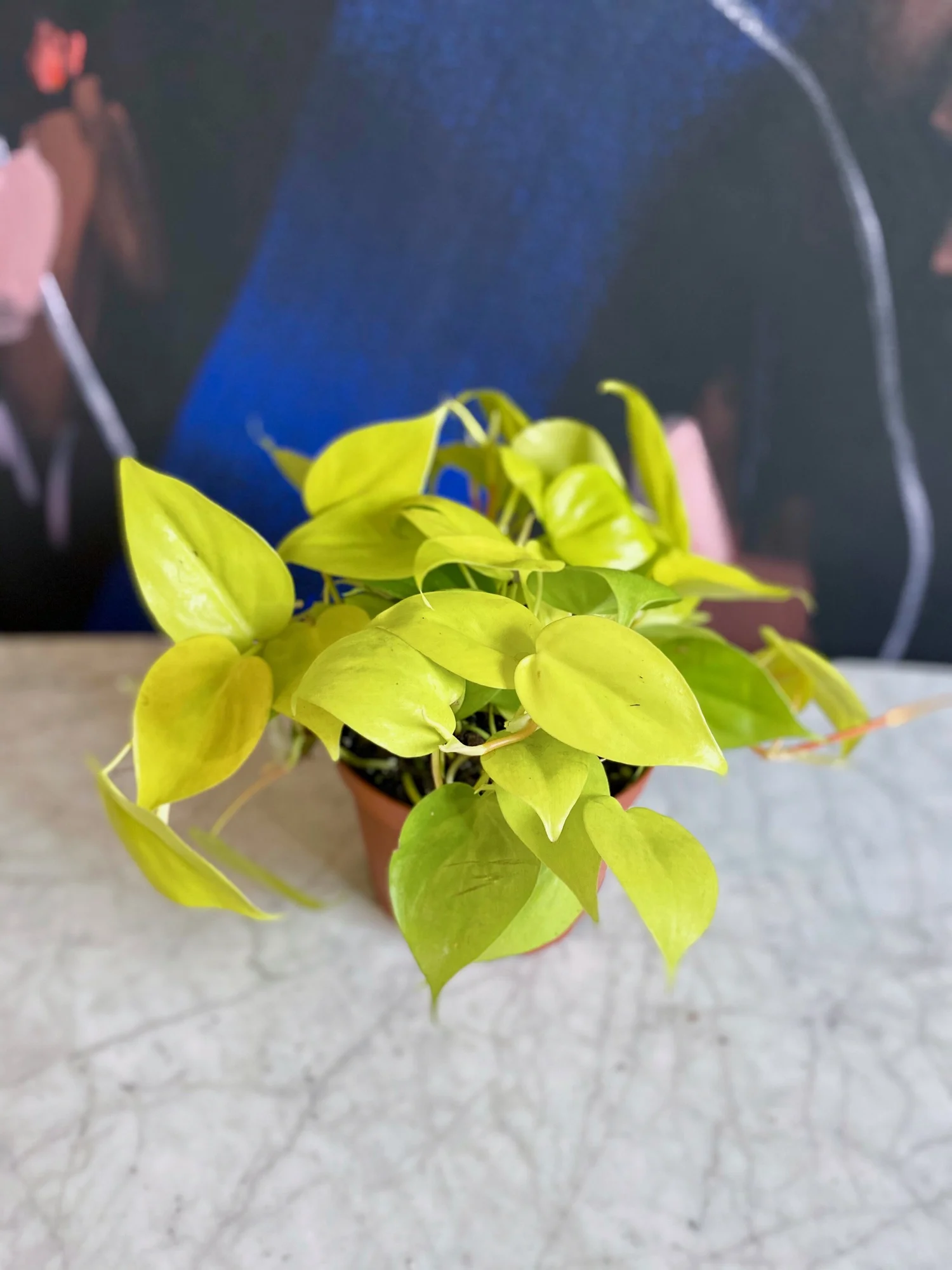 philodendron billietiae mature Philodendron Billietiae - 10