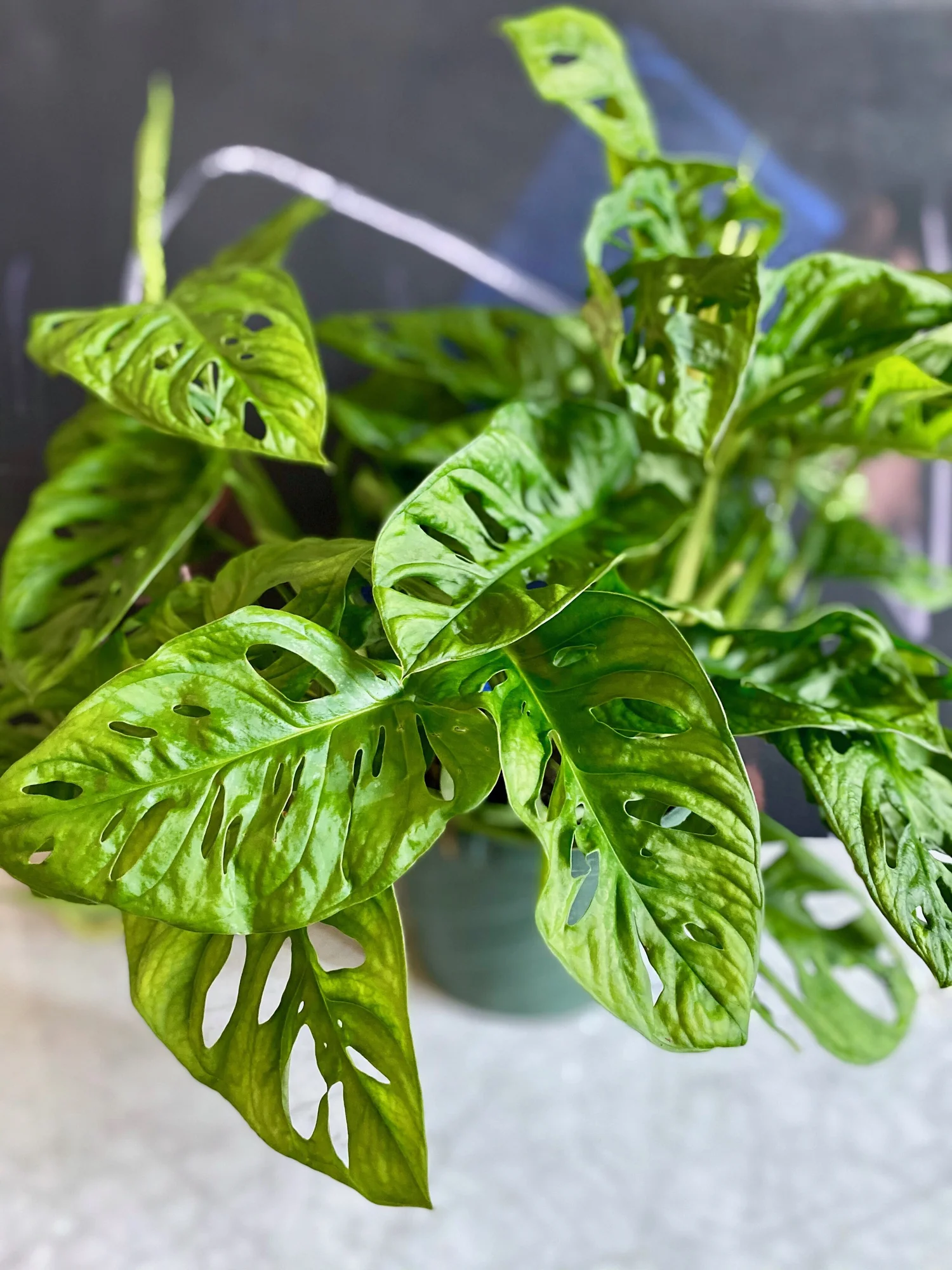 Philodendron Swiss Cheese  The Tender Gardener