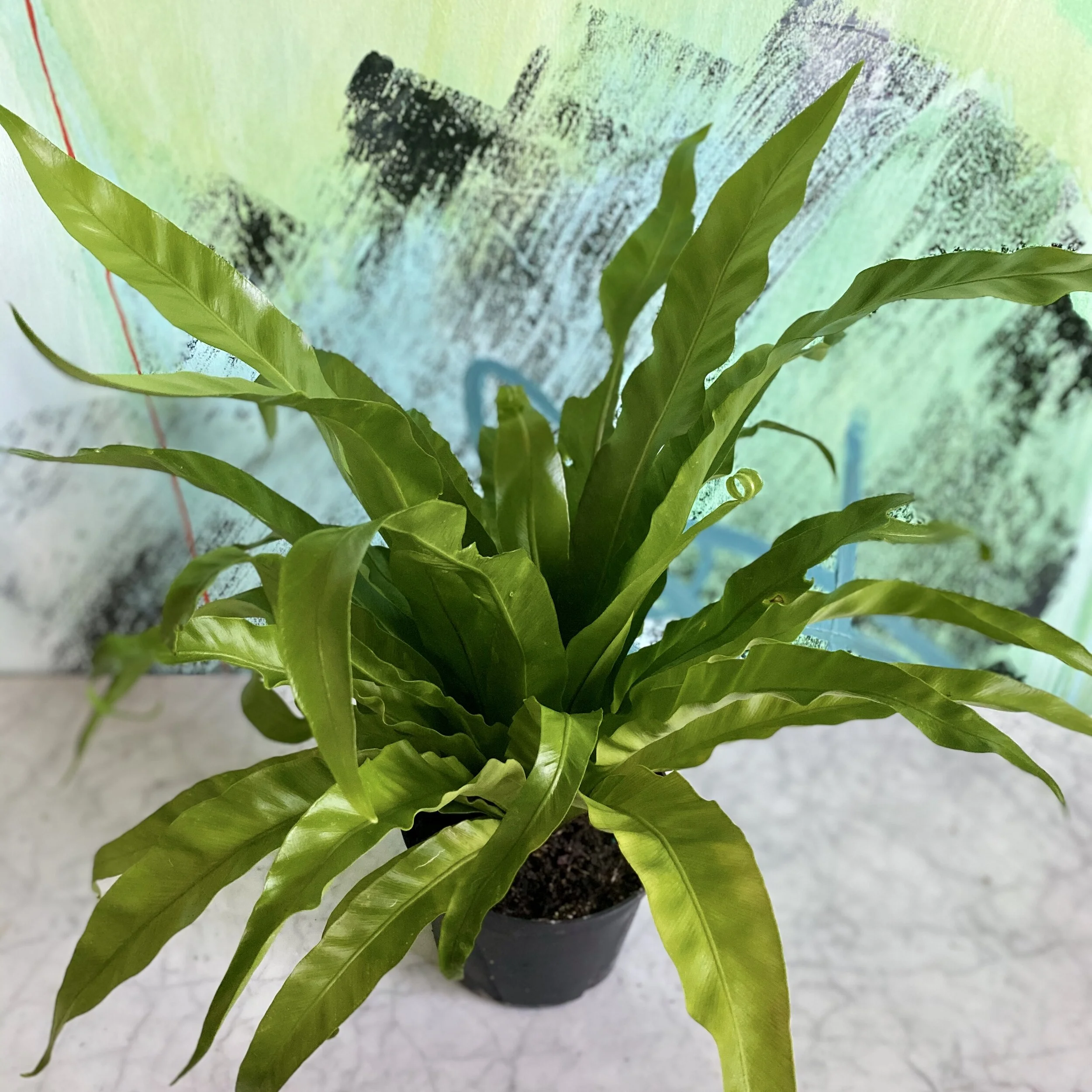 Asplenium Nidus, Bird's Nest Fern — The Tender Gardener