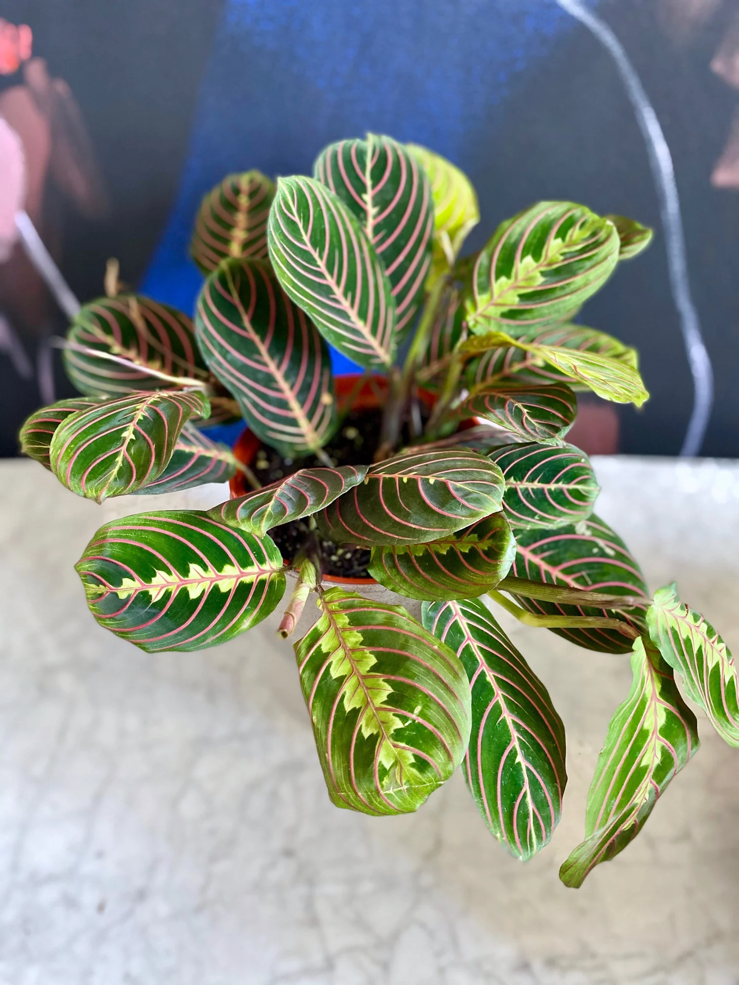 Maranta Red, Prayer Plant  The Tender Gardener