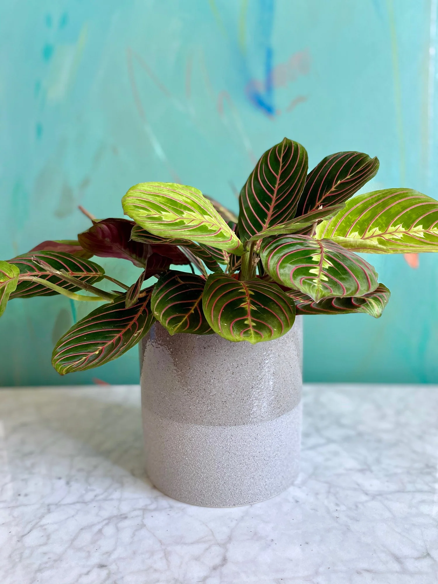 best pots for snake plants Low-Light Duo Houseplants