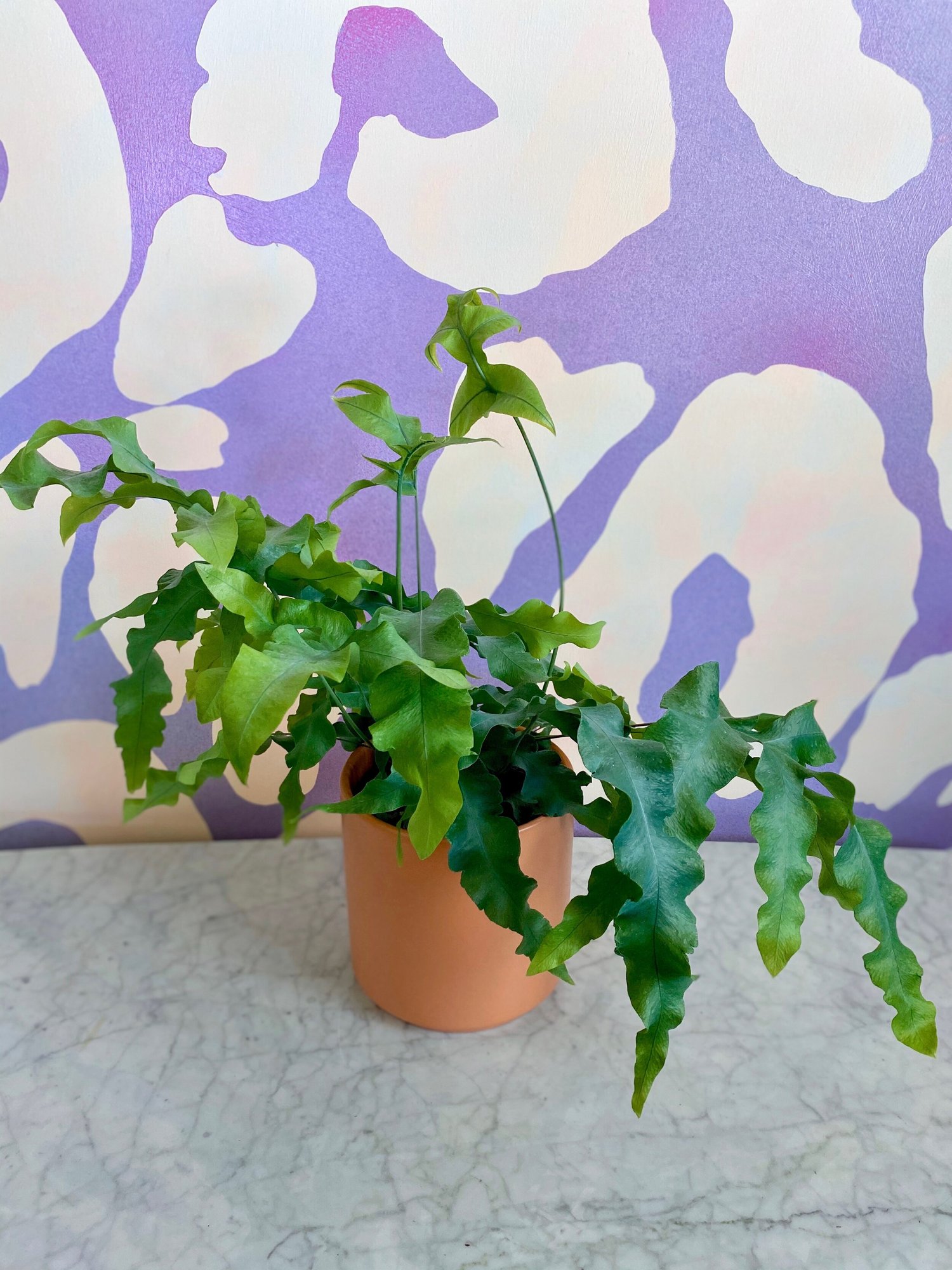 photos plant 4" Pothos 'Pearls and Jade'  Canopy Plant Co