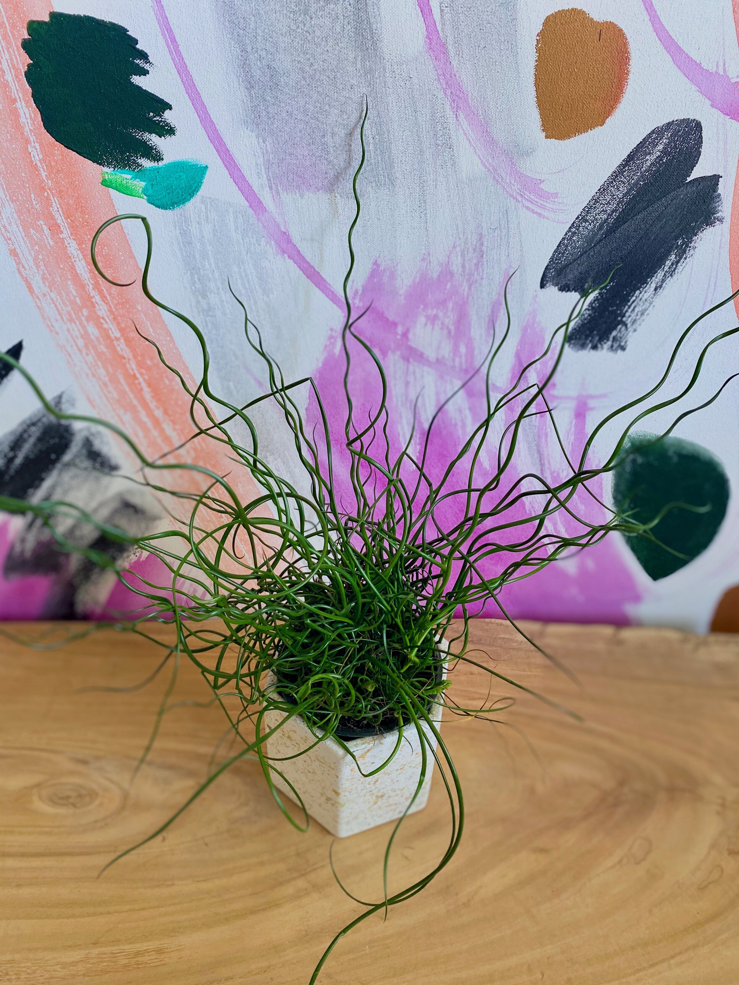 Juncus Spiralis, Corkscrew Rush