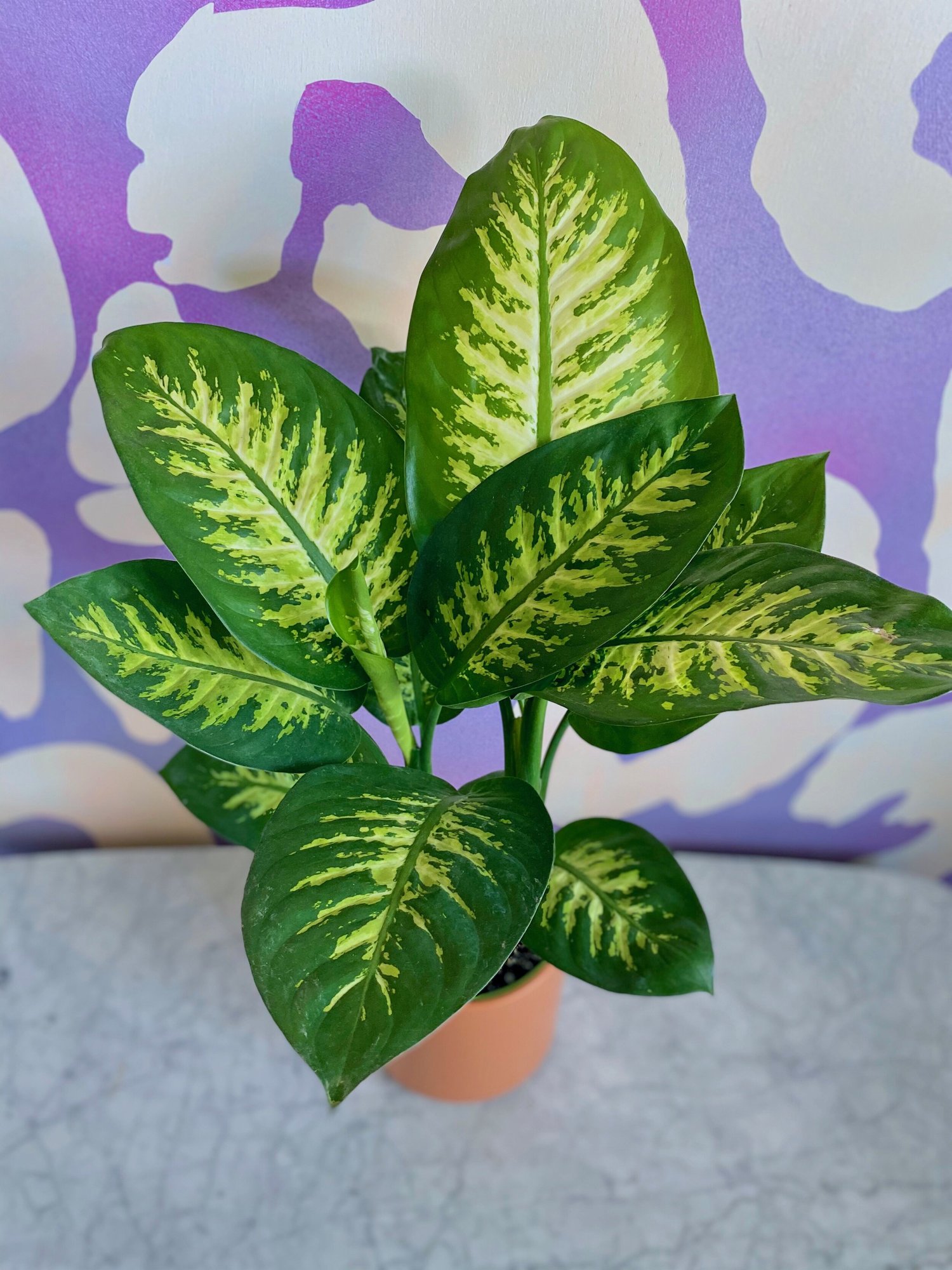 fiddle leaf fig ficus lyrata plant Fiddle Leaf Fig Tree (Ficus lyrata) – Pots For Plants main image 0