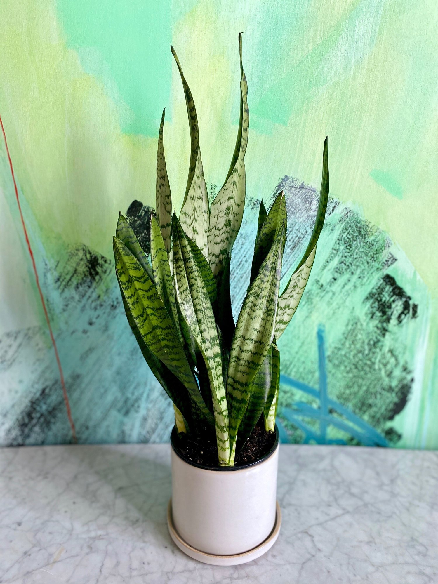 Sansevieria zeylanica  The Tender Gardener