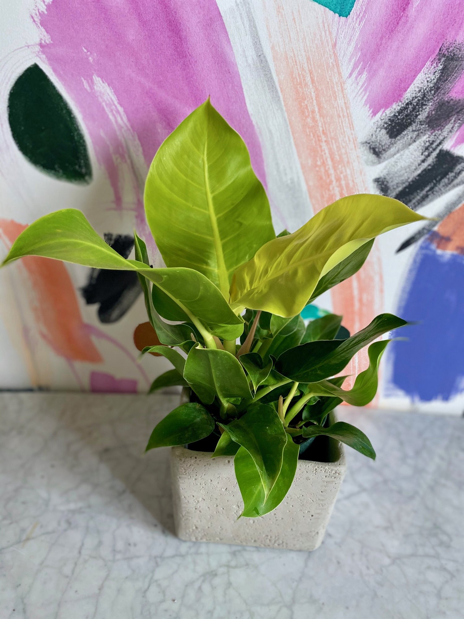 Philodendron Moonlight  The Tender Gardener
