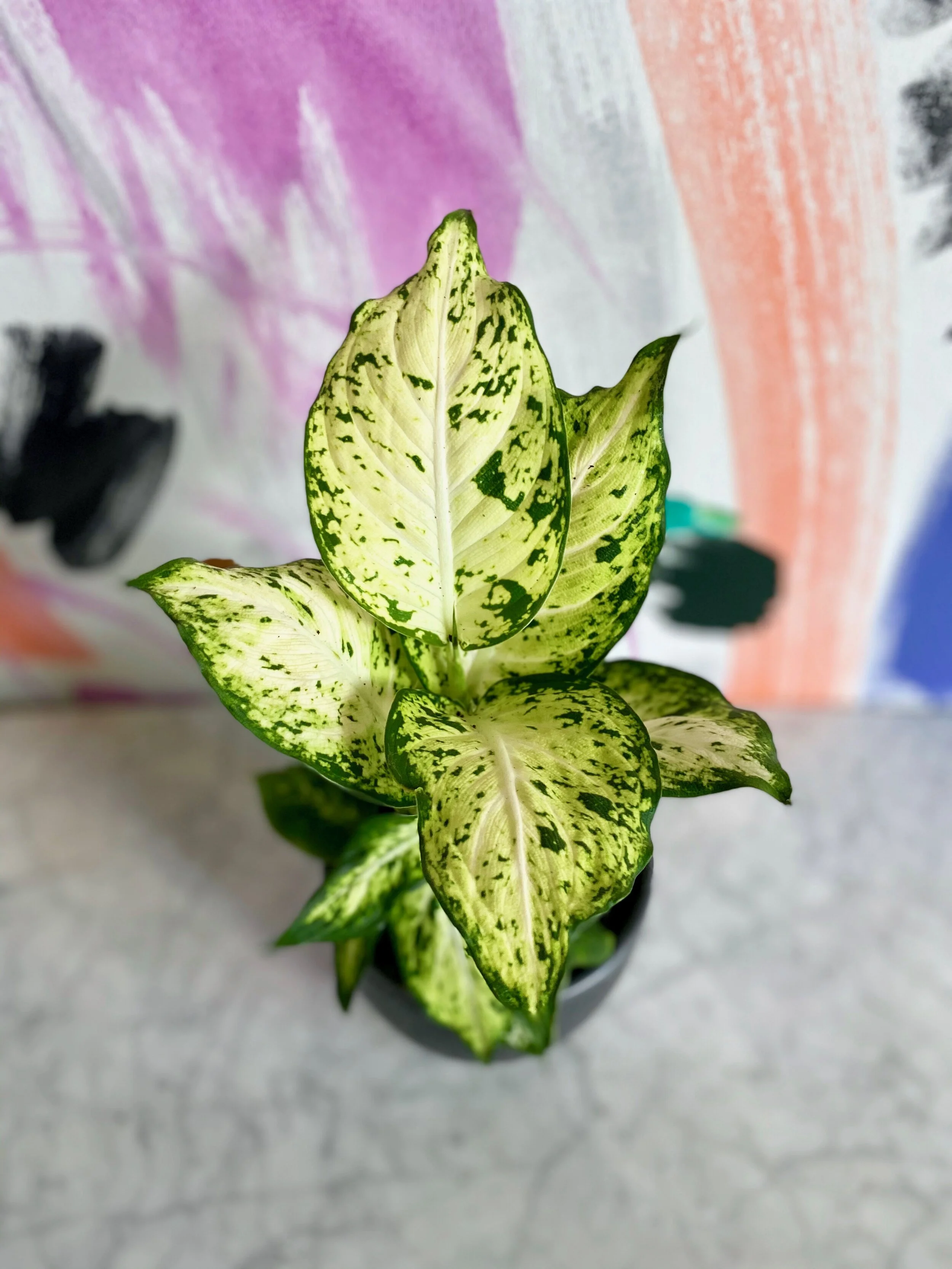 Dieffenbachia Compacta