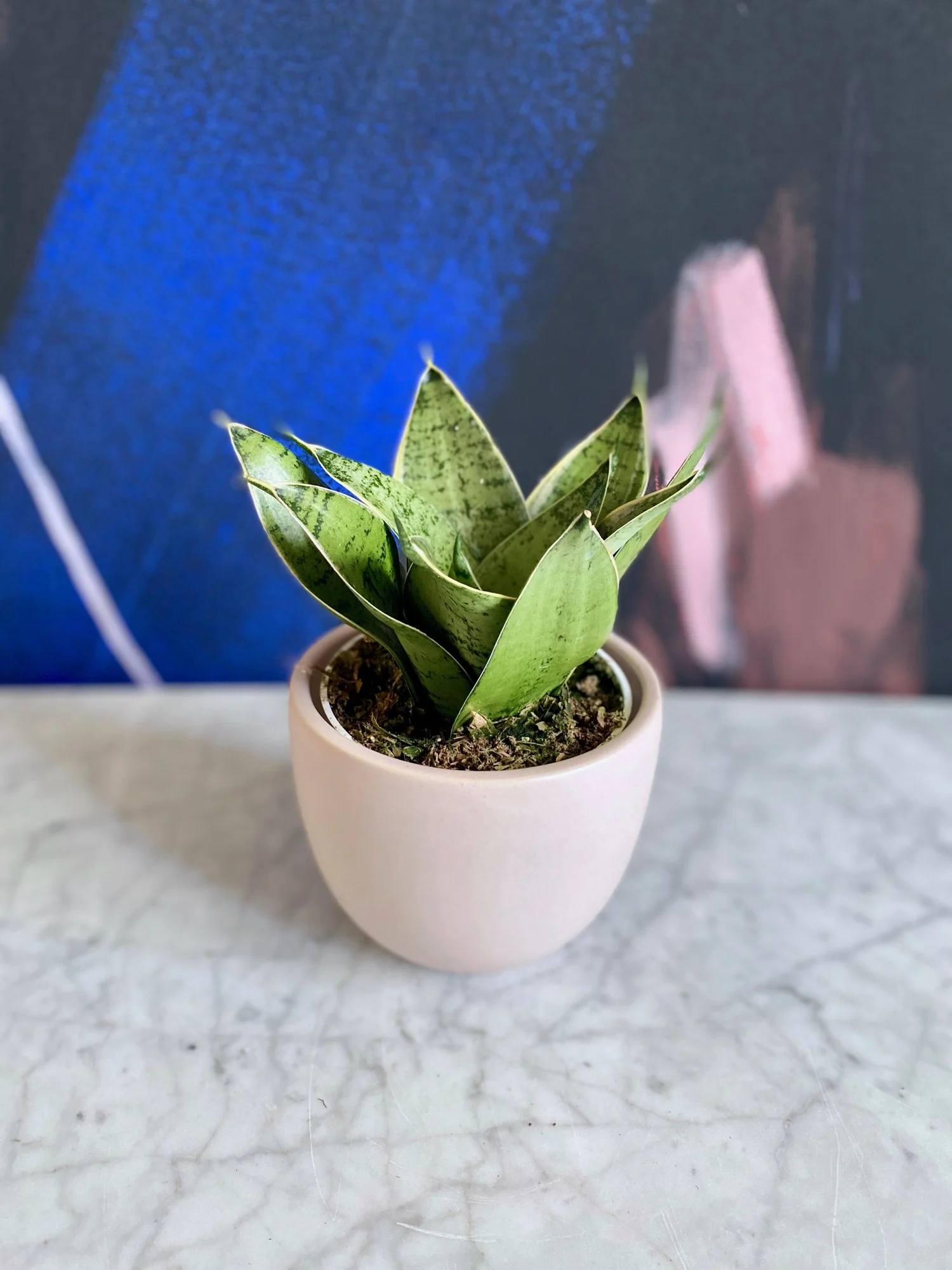 Sansevieria Starpower Silver Star  The Tender Gardener