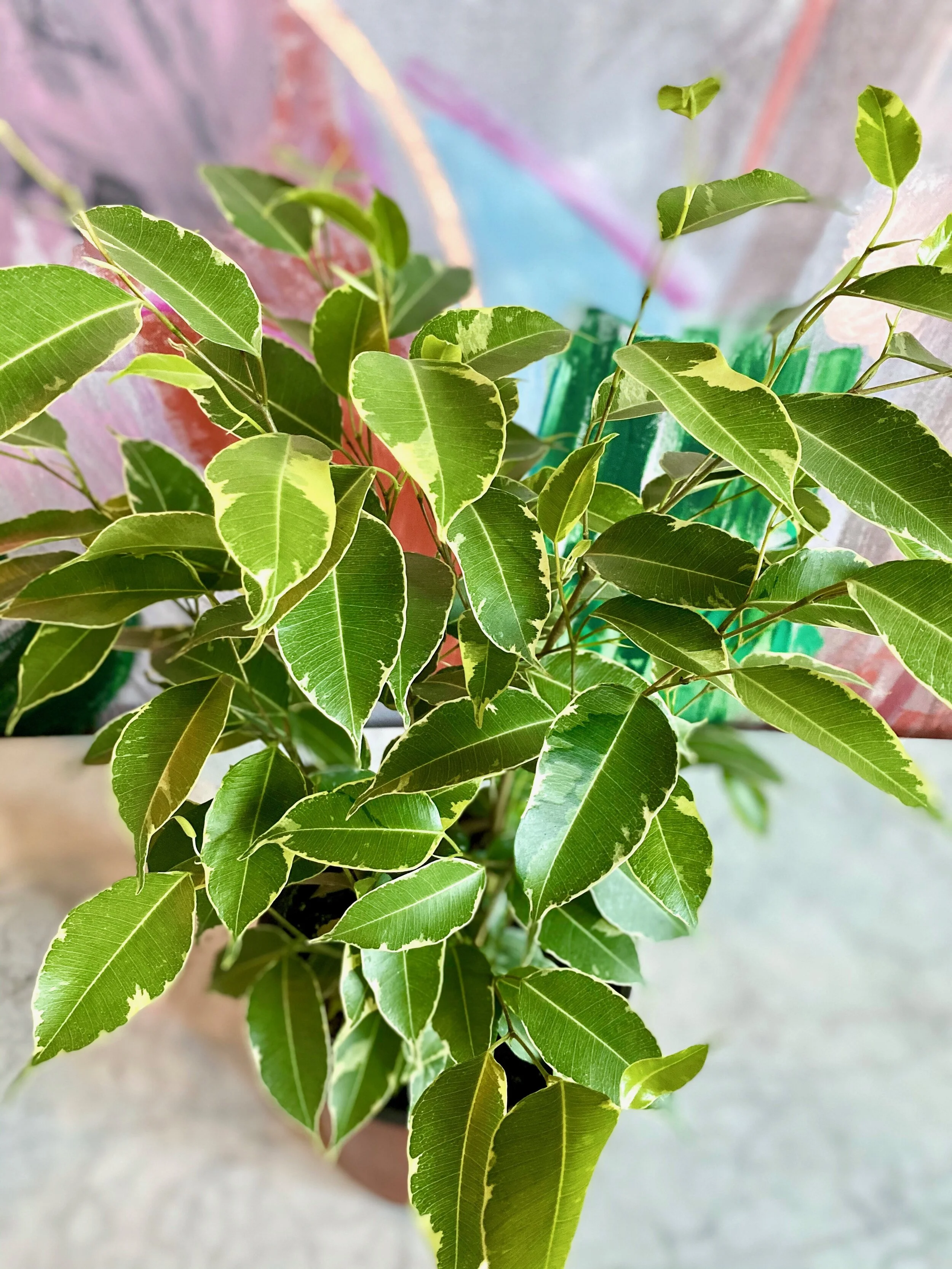Ficus Benjamina 'Variegata'
