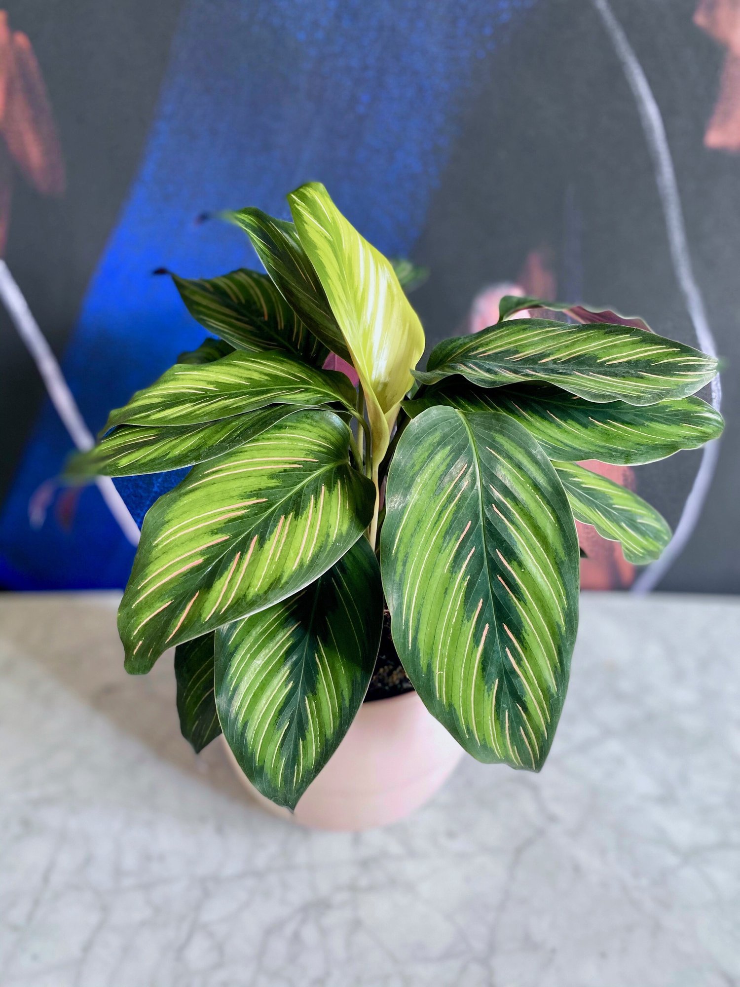 indoor dracena plant Dracaena Elegance 10