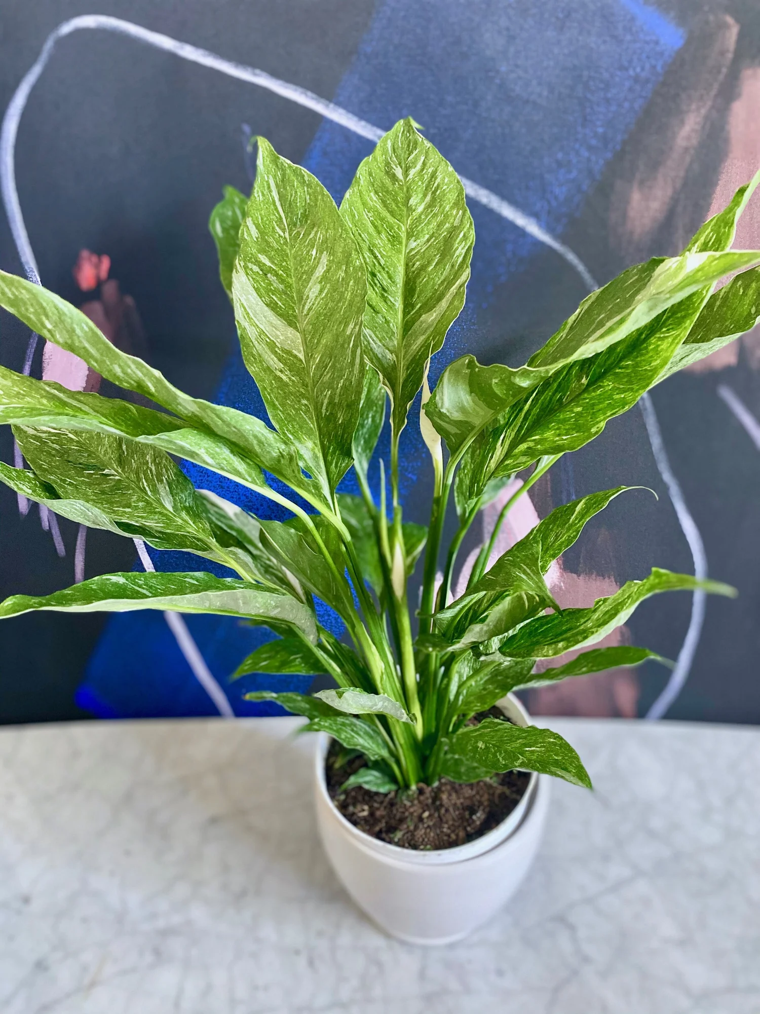 zz plant pictures ZZ Plant  Hey Rooted