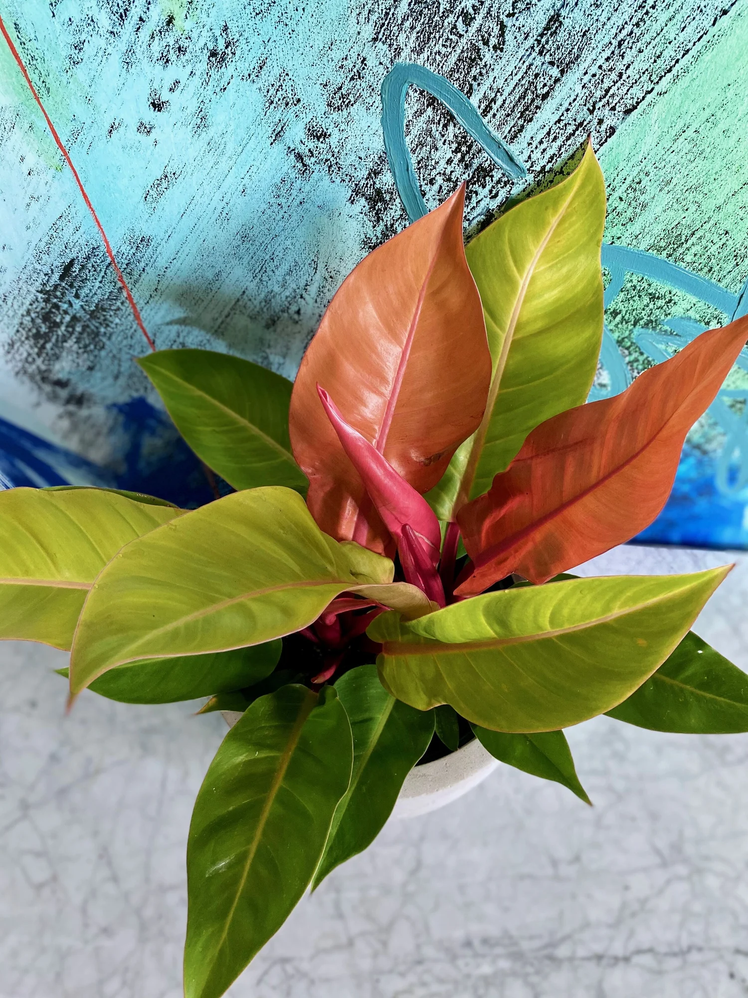 pepper plant Pepper Cayenne Purple 25 Non-GMO, Heirloom Seeds