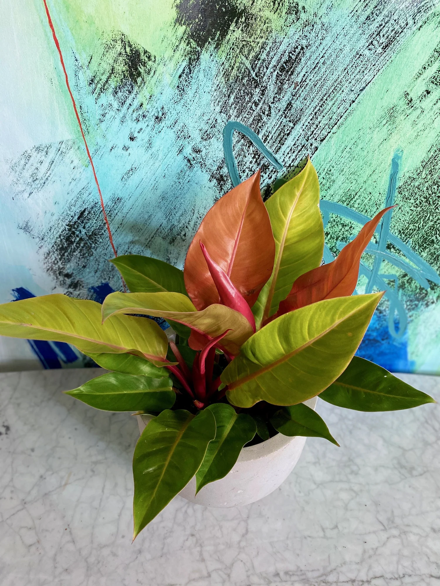 ludwigia plant  Ludwigia Dark Red  Bold, Deep-Color Stem for Natural Aquascapes