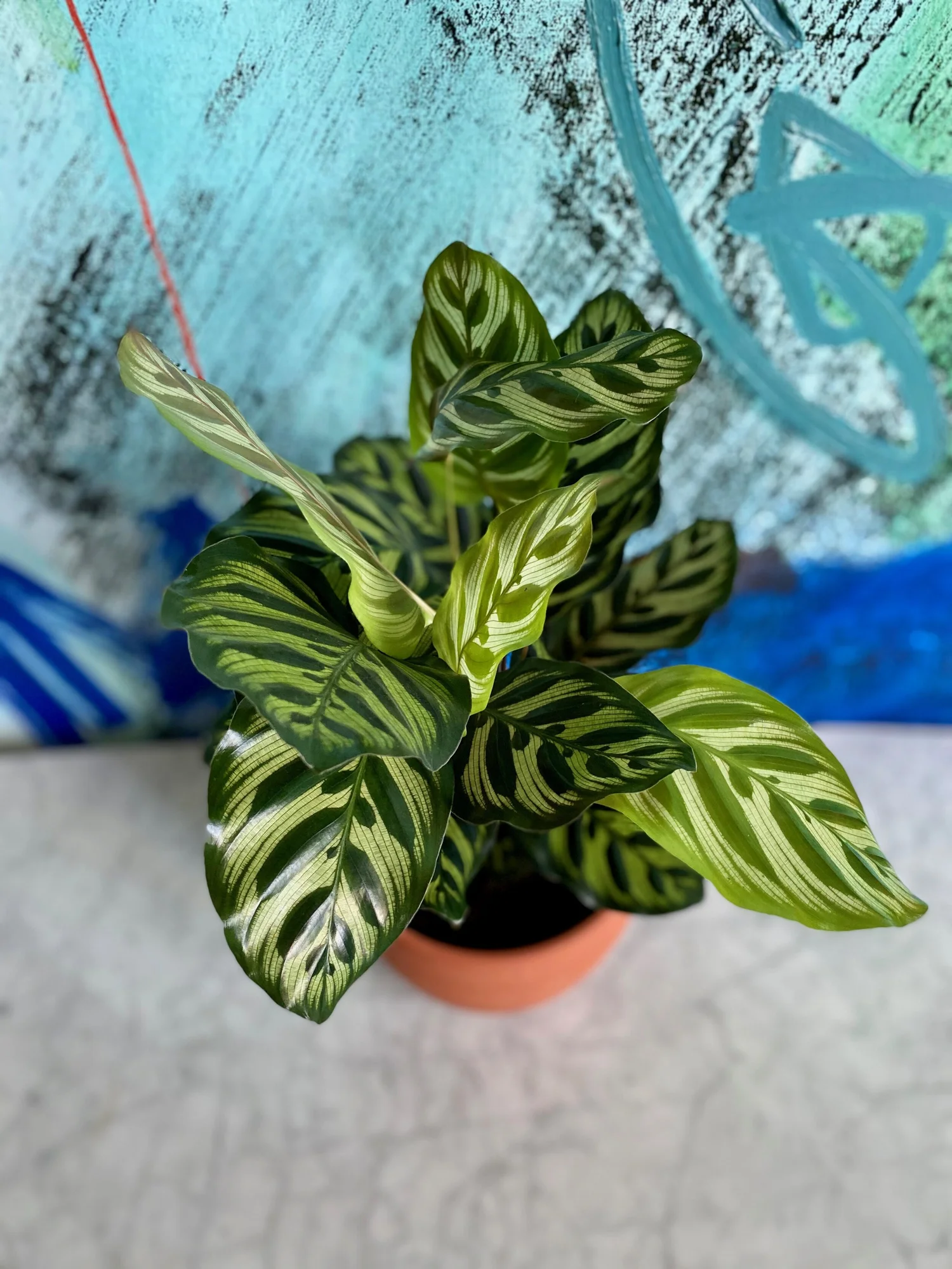 dracaena draco winterhart Frische Drachenbaumsamen (Dracaena Draco) main image 0