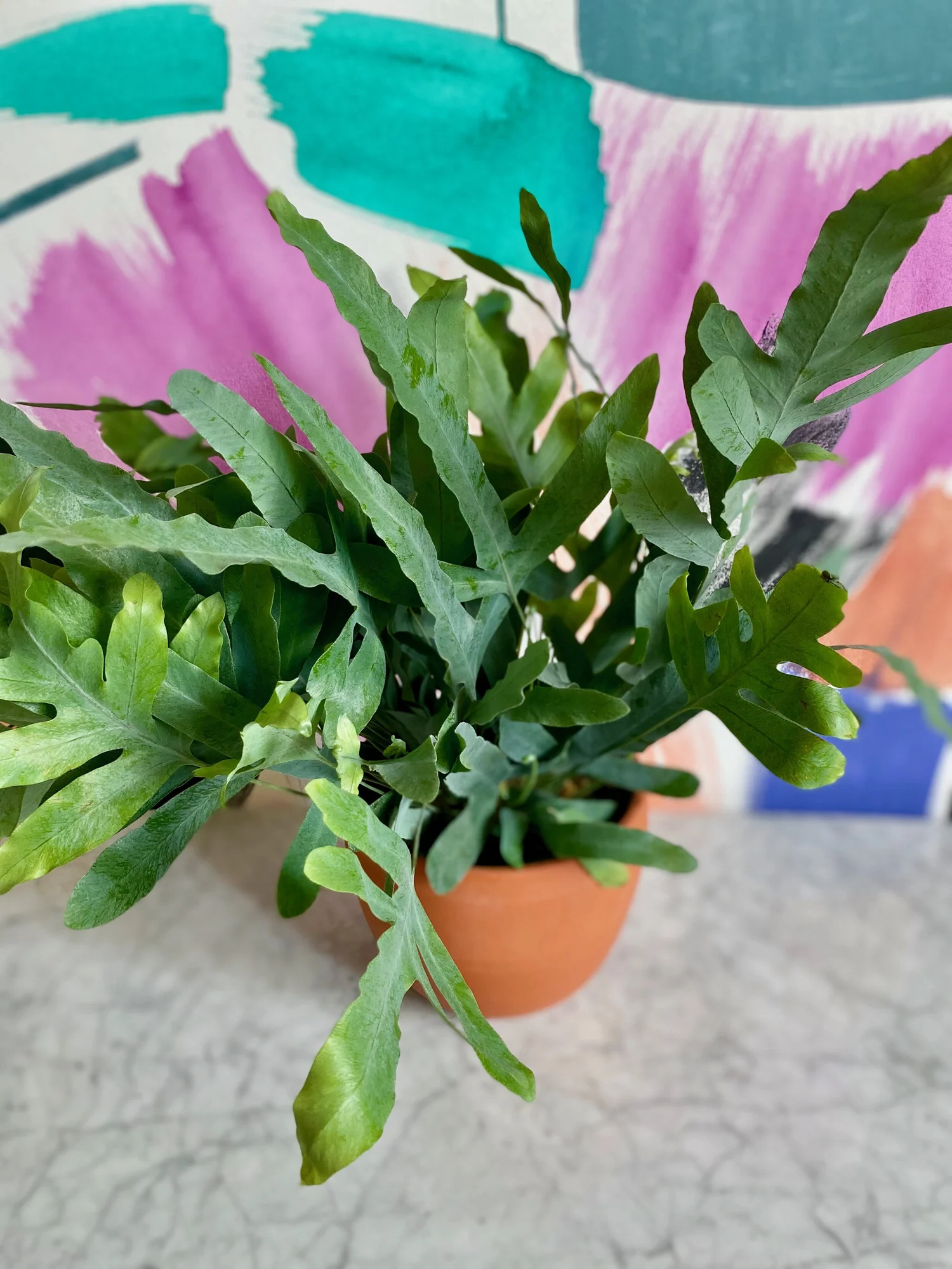 Blue Star Fern Flower Phlebodium Blue Star Fern  Live Indoor Plant, Air  Purifying Houseplant  Perfect For Home, Office, Bedroom, Or Kitchen Decor  Low Maintenance Houseplant