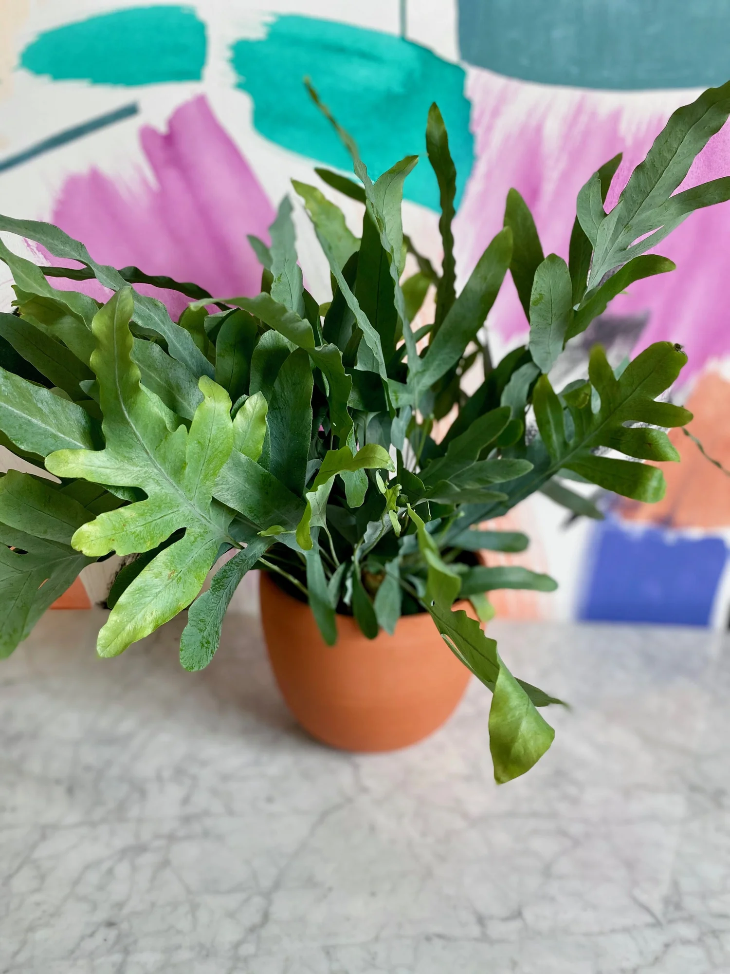 philodendron bifurcatum Staghorn Fern Wood Crate Basket