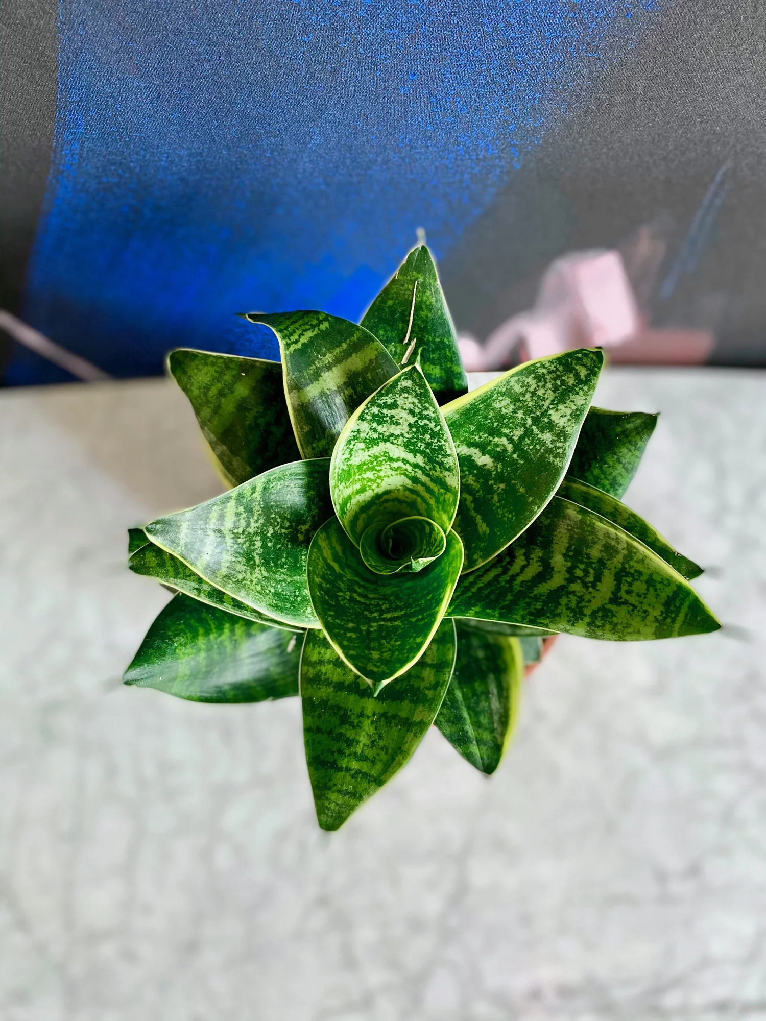tall snake plant Snake Plant