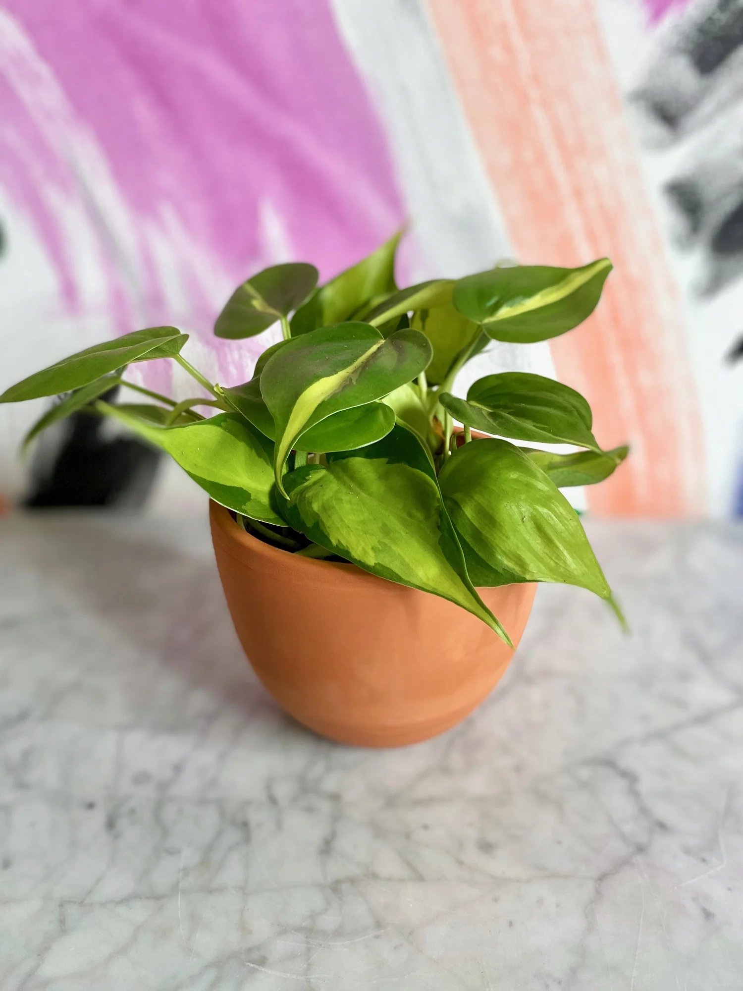 Philodendron Brasil  The Tender Gardener