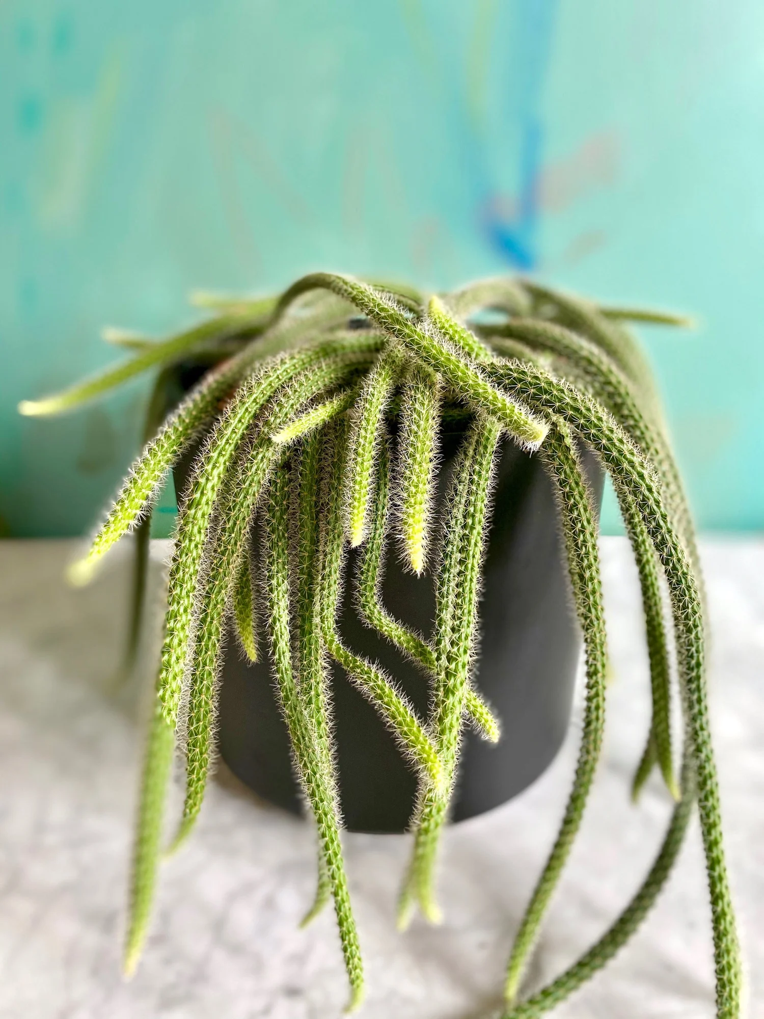 Rat Tail Cactus, Aporocactus flagelliformis  The Tender Gardener