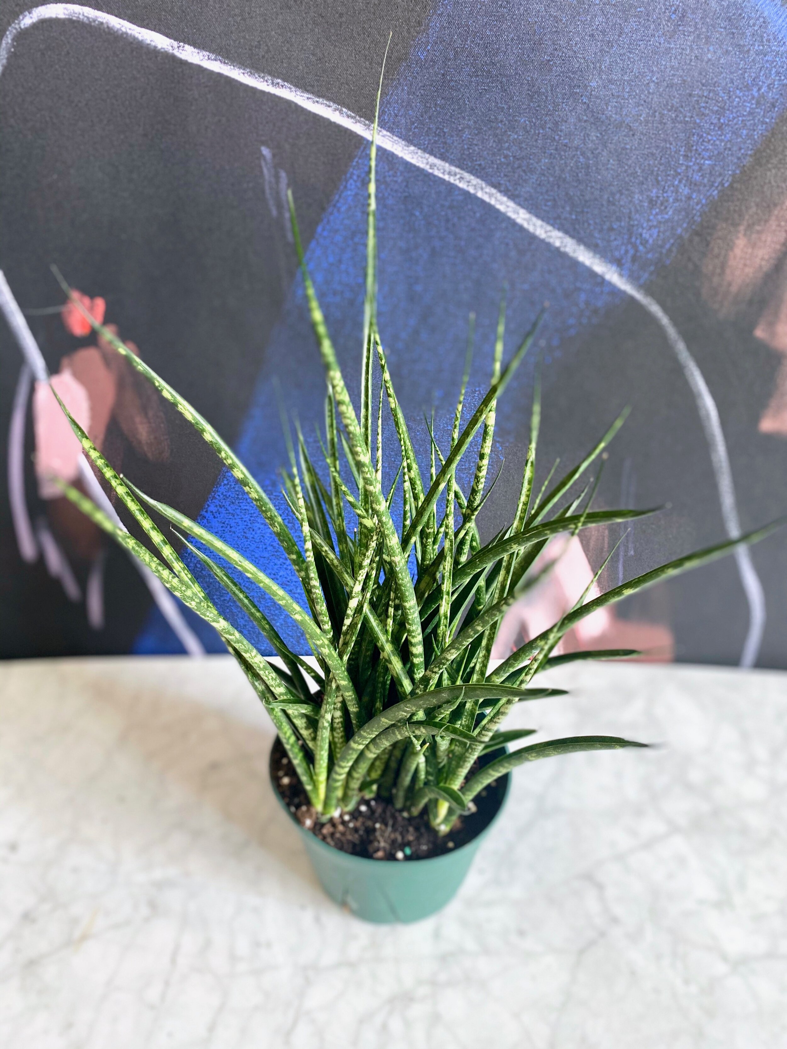 Sansevieria Fernwood.jpg