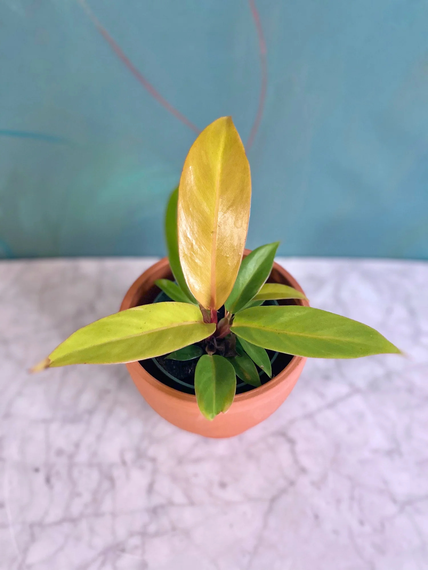 Philodendron Prince of Orange  The Tender Gardener