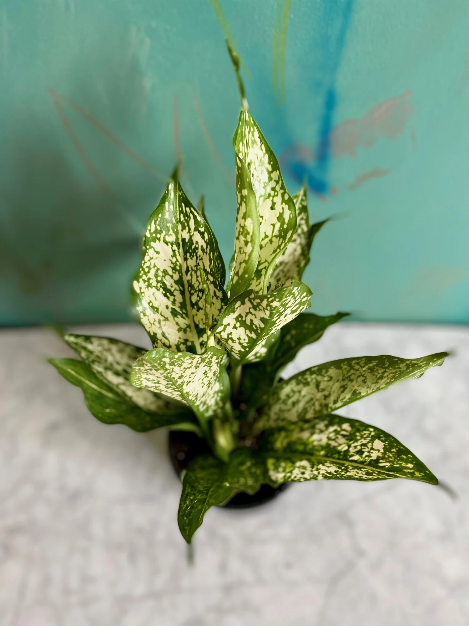 pothos amplifolia Epipremnum Amplissimum 'Silver Streak pothos