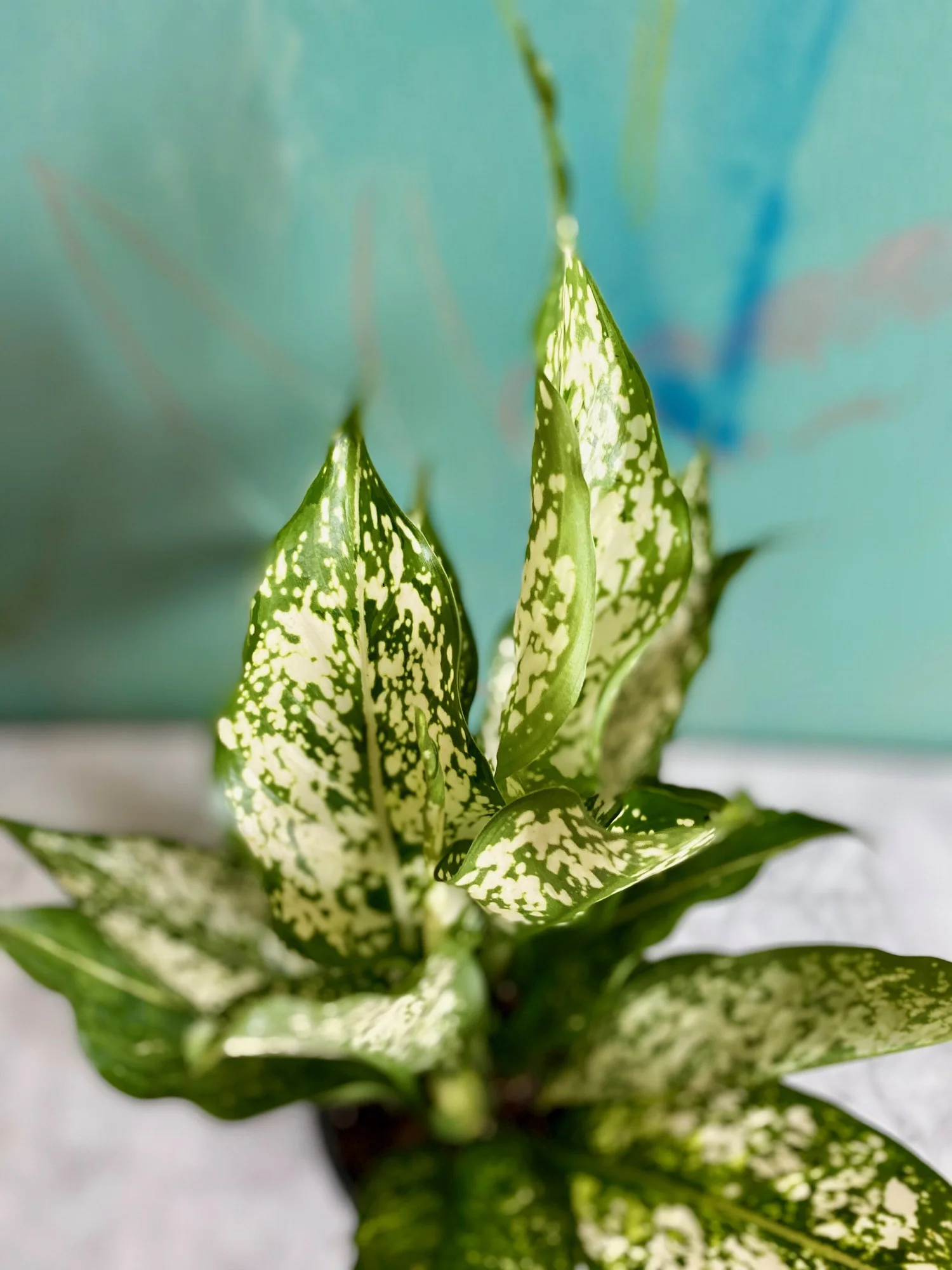 air plant holder for wall Air Plant Holder Cube- Modern- Color Block Available in 2 Colors  White  Whale Plants & Decor