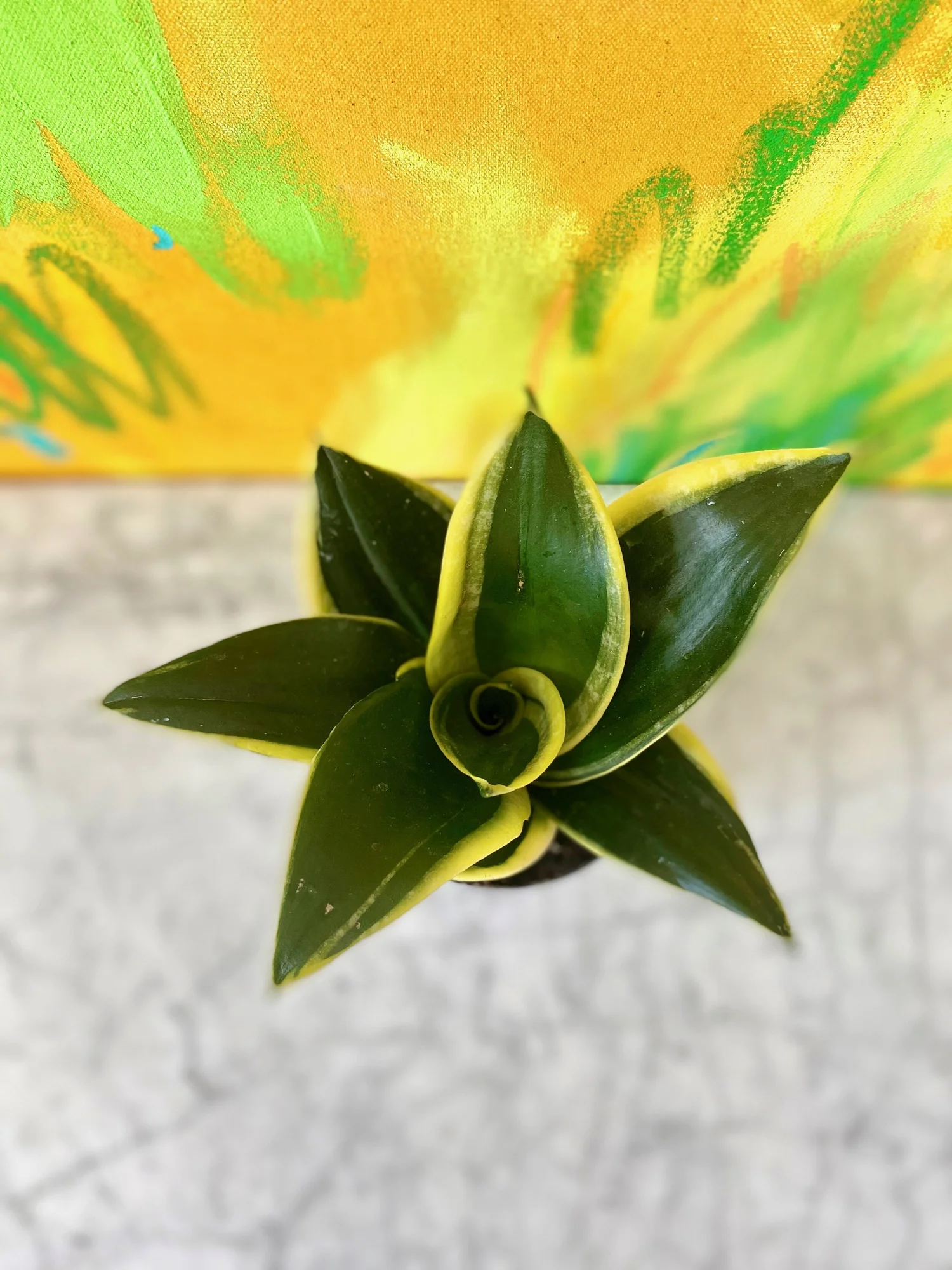 Sansevieria hahnii 'Black Star'  The Tender Gardener