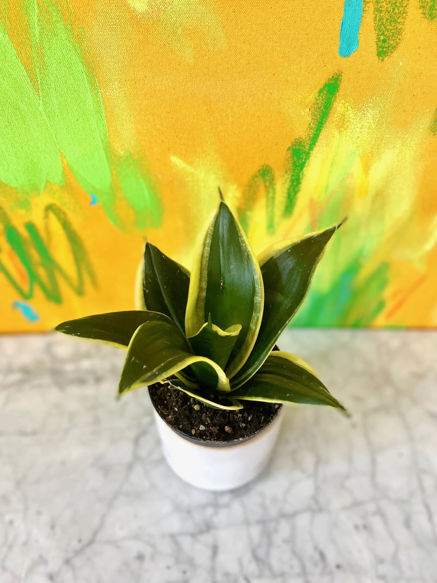 Sansevieria hahnii 'Black Star'  The Tender Gardener