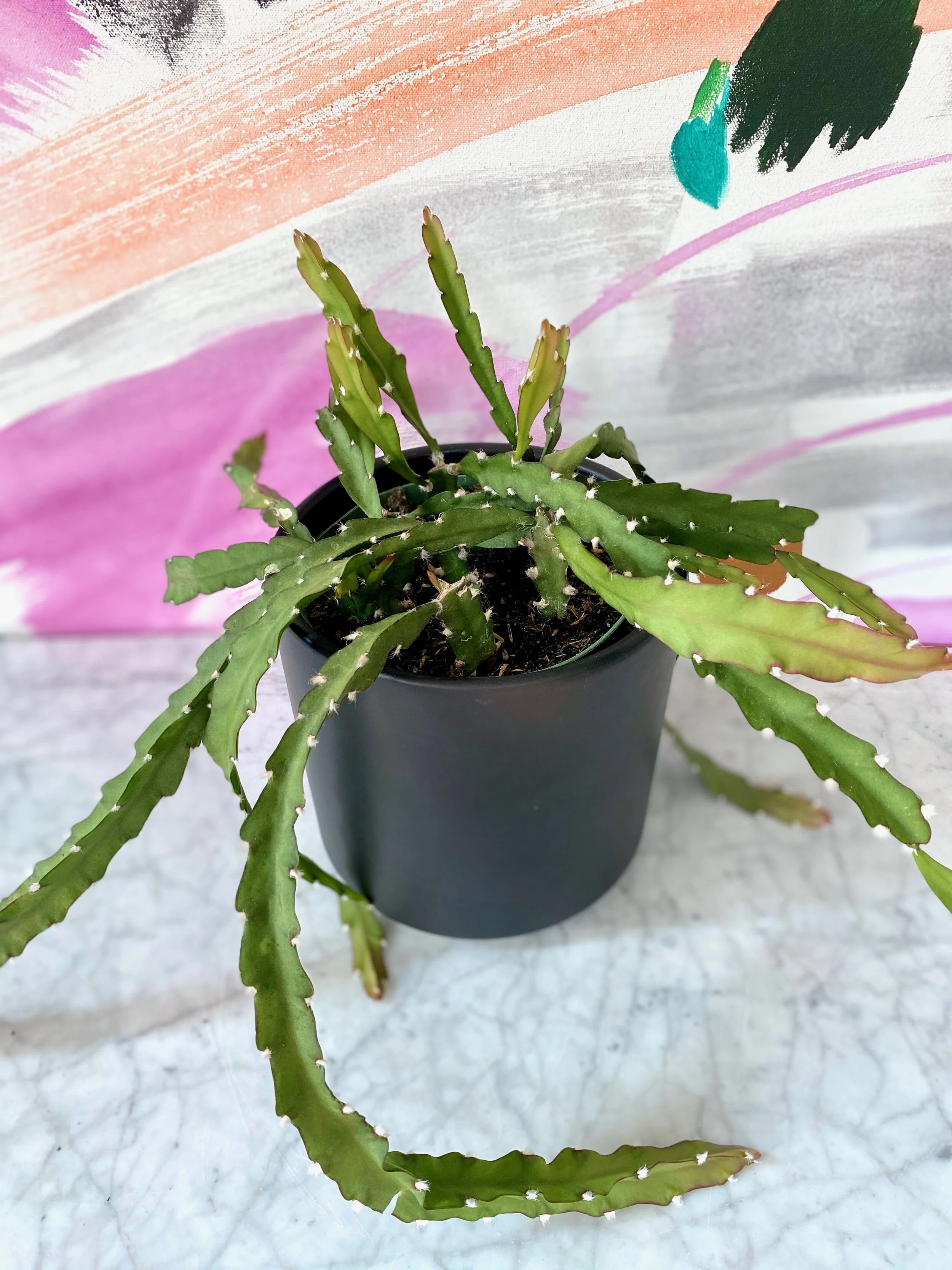 Rhipsalis Cruciforme