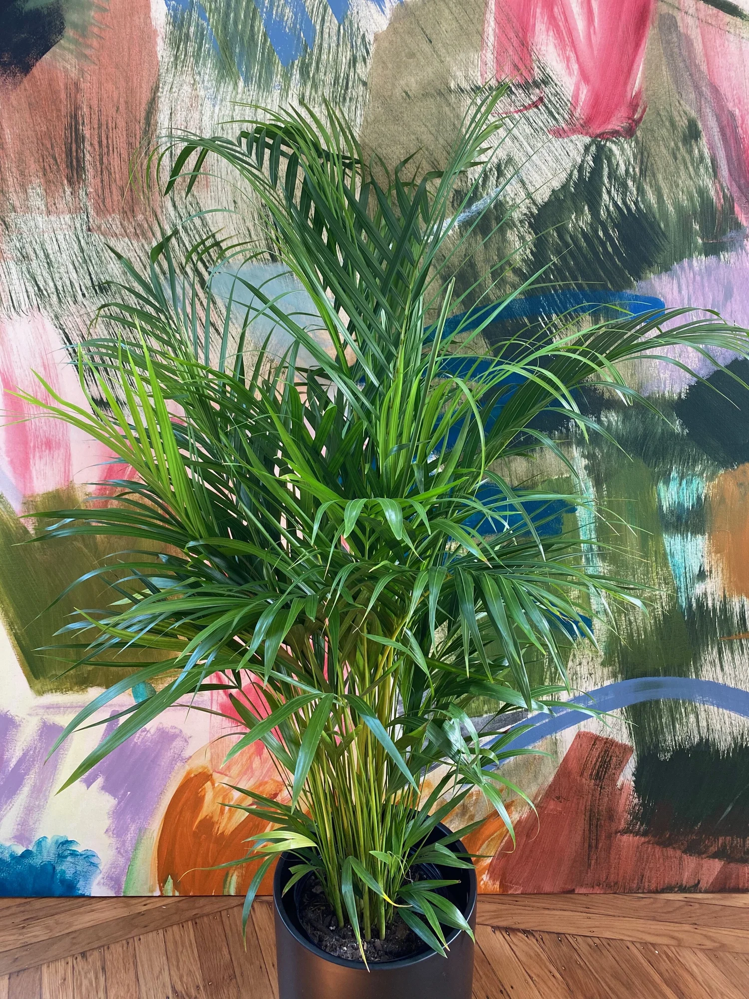 Areca Palm  The Tender Gardener