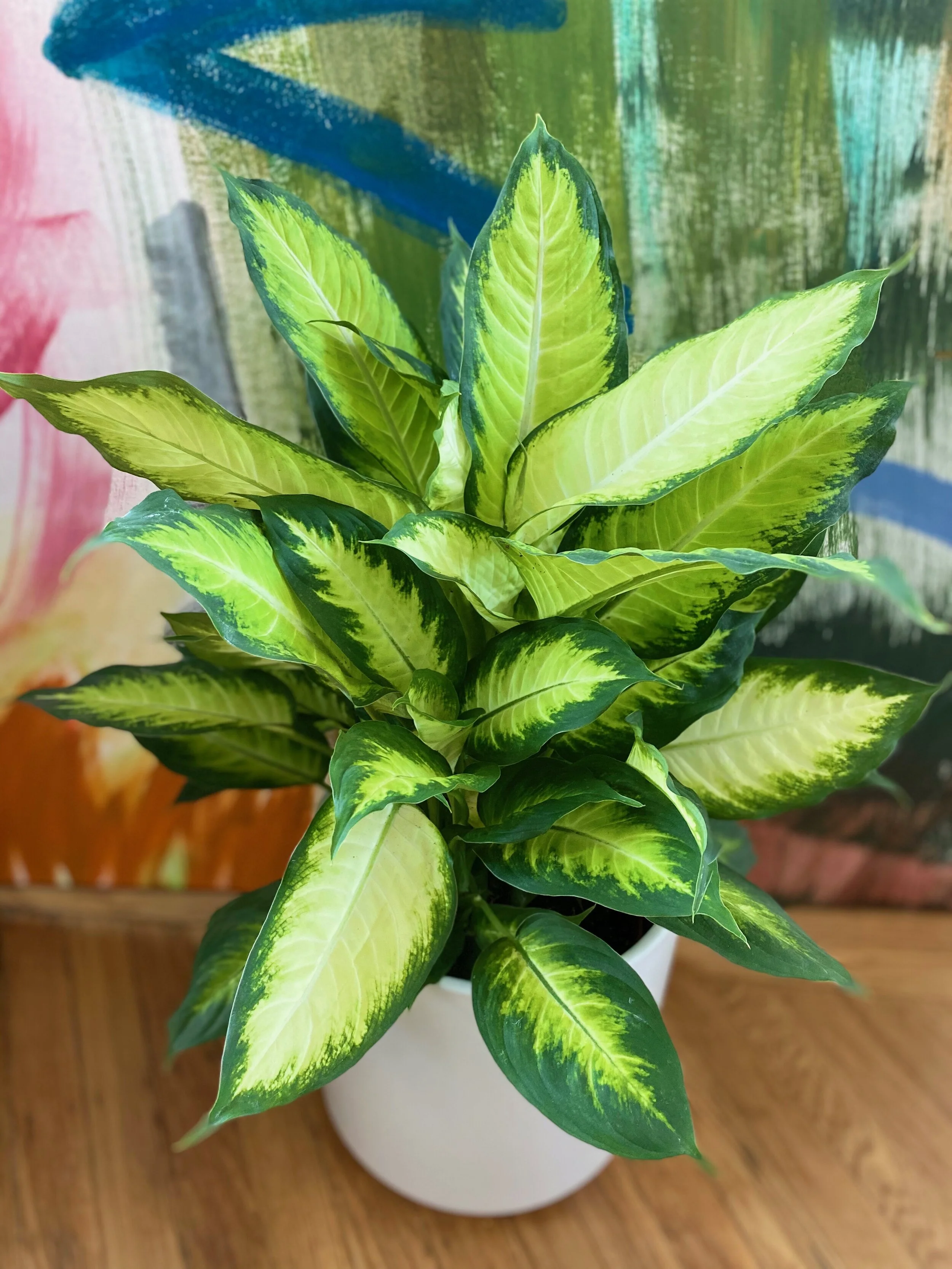 Dieffenbachia 'Camille'