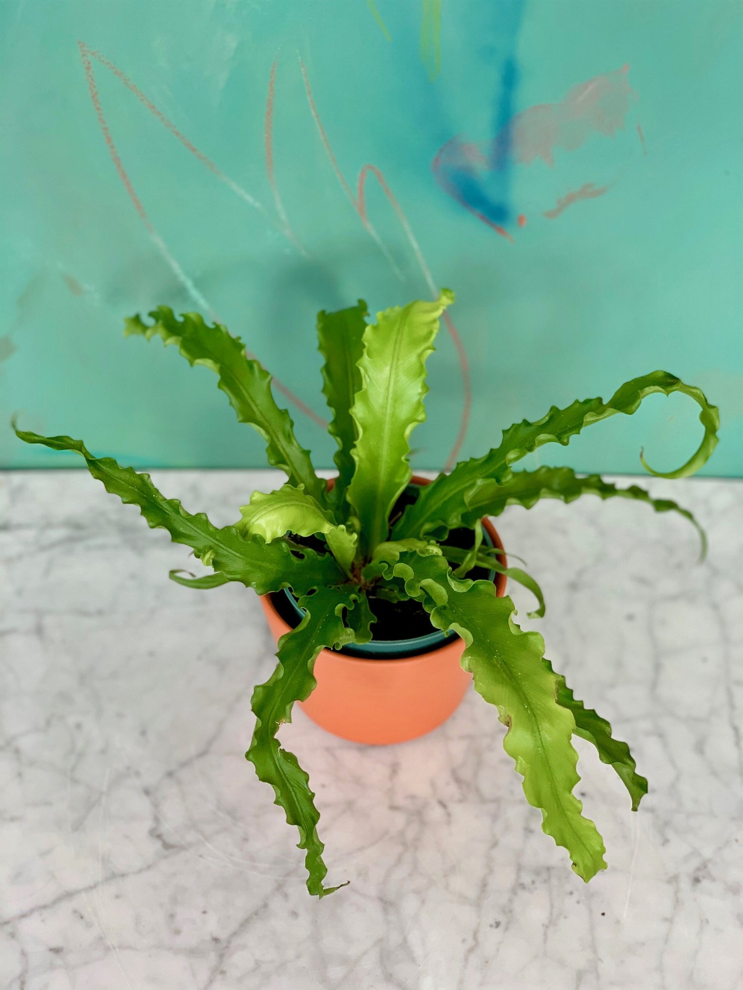 Asplenium antiquum, 'Japanese Bird's Nest Fern'  The Tender Gardener