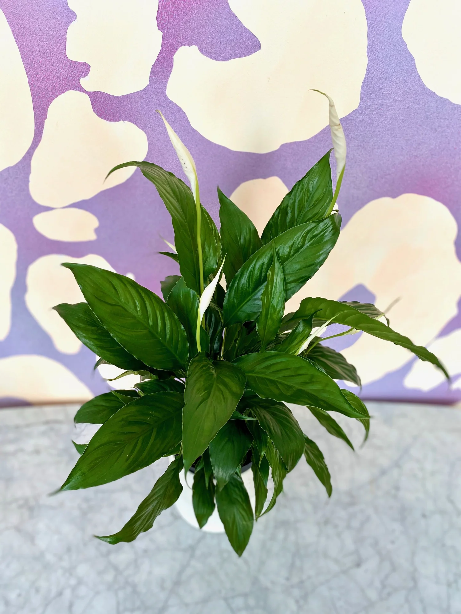 Spathiphyllum wallisii, Peace Lily  The Tender Gardener