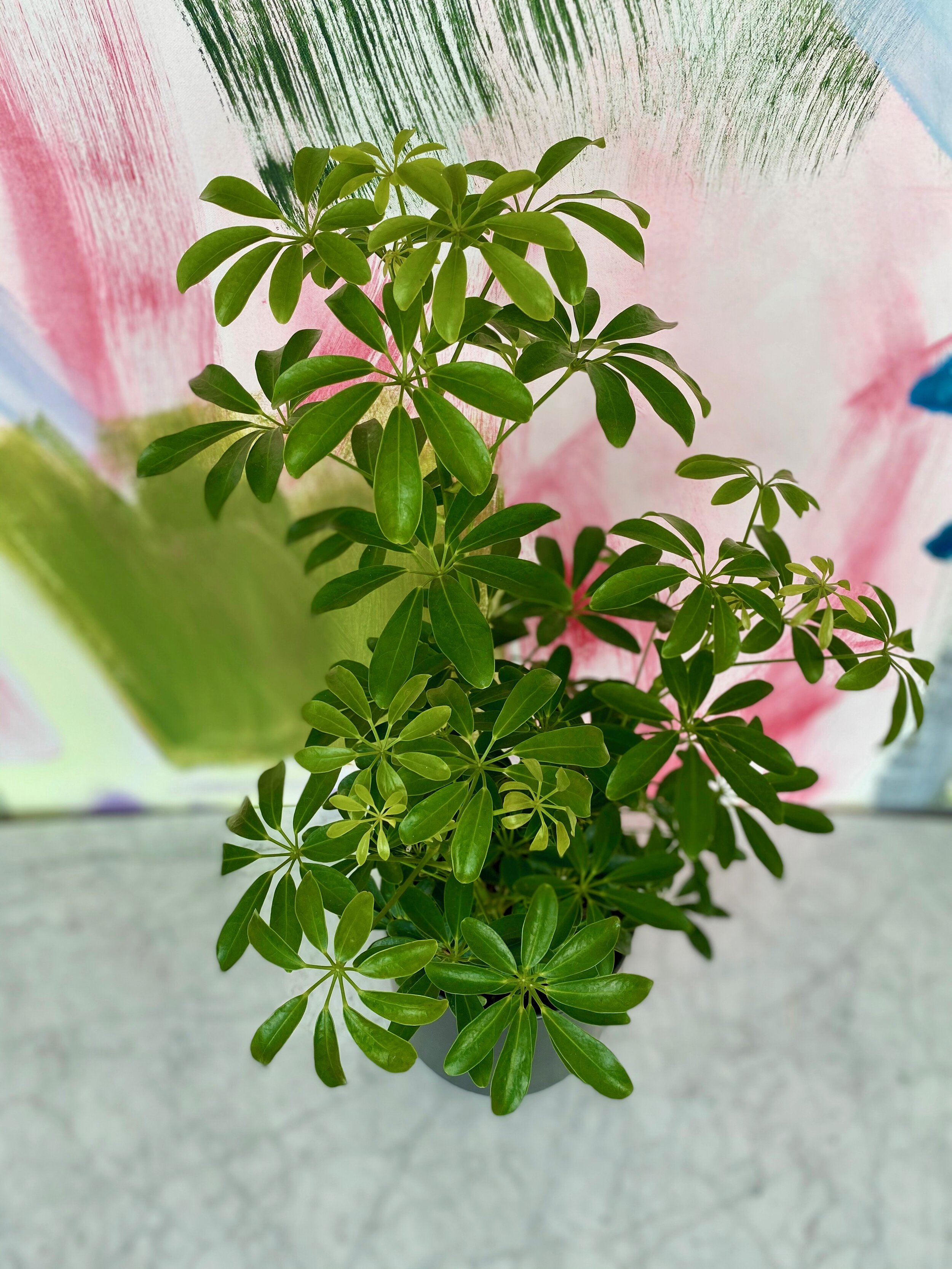 Schefflera arbicola, Umbrella Tree — The Tender Gardener