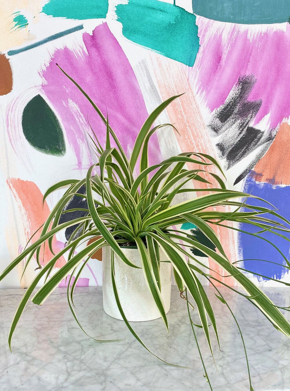 Reverse Spider Plant