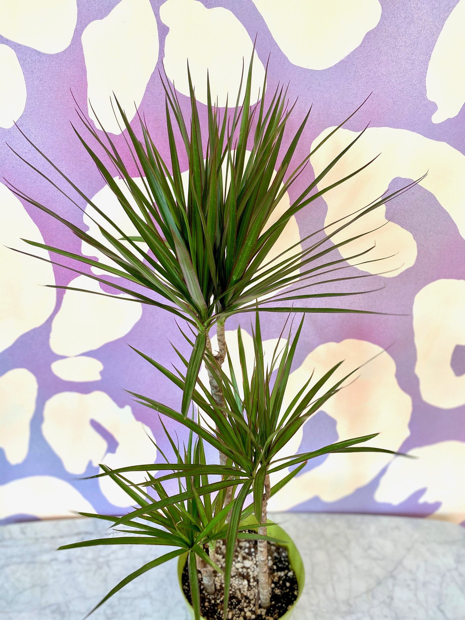 Dracaena Marginata Cane  The Tender Gardener