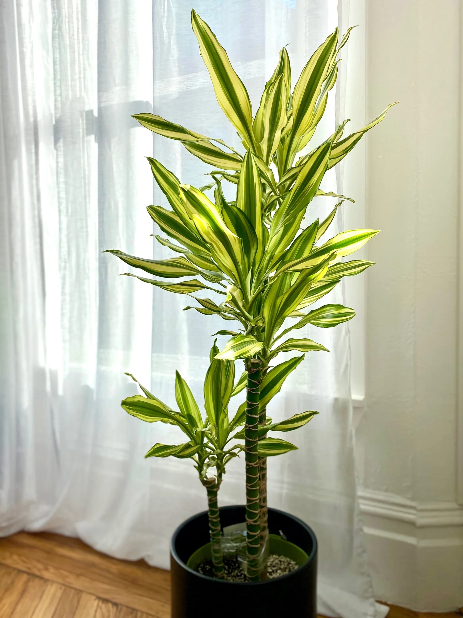 Dracaena Sted Sol  The Tender Gardener