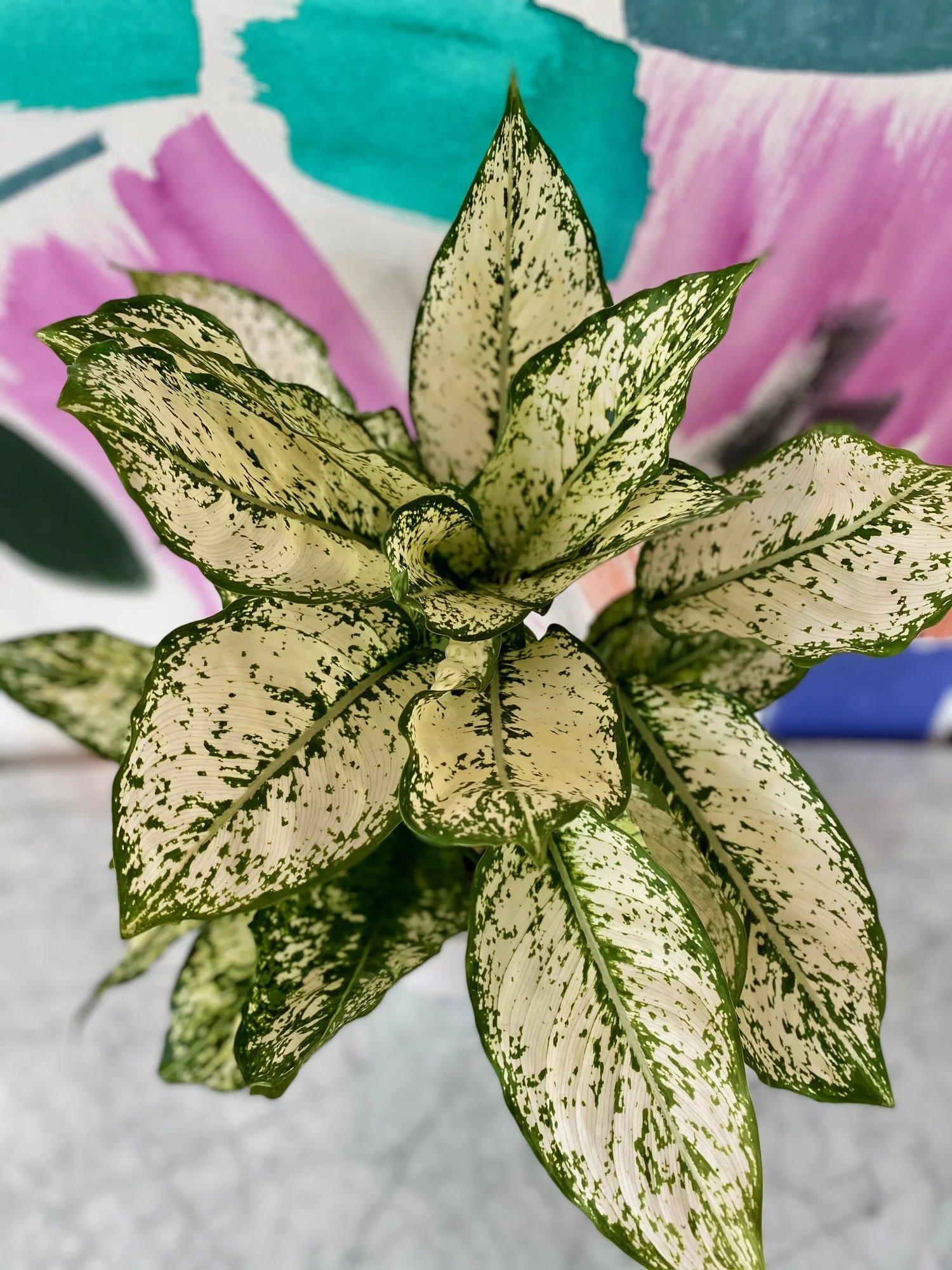 Aglaonema First Diamond  The Tender Gardener
