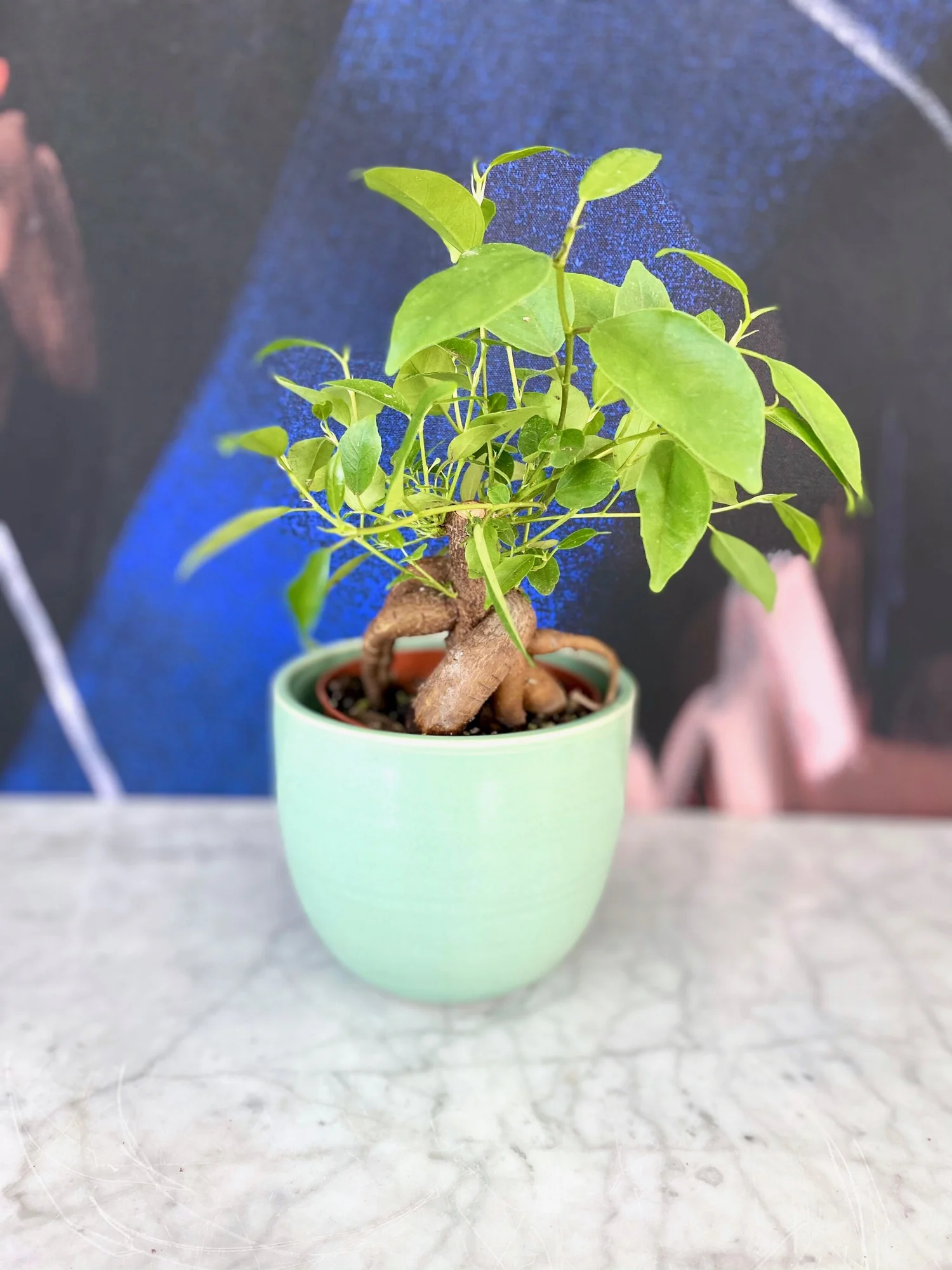 plant ficus ginseng 95 main image 0