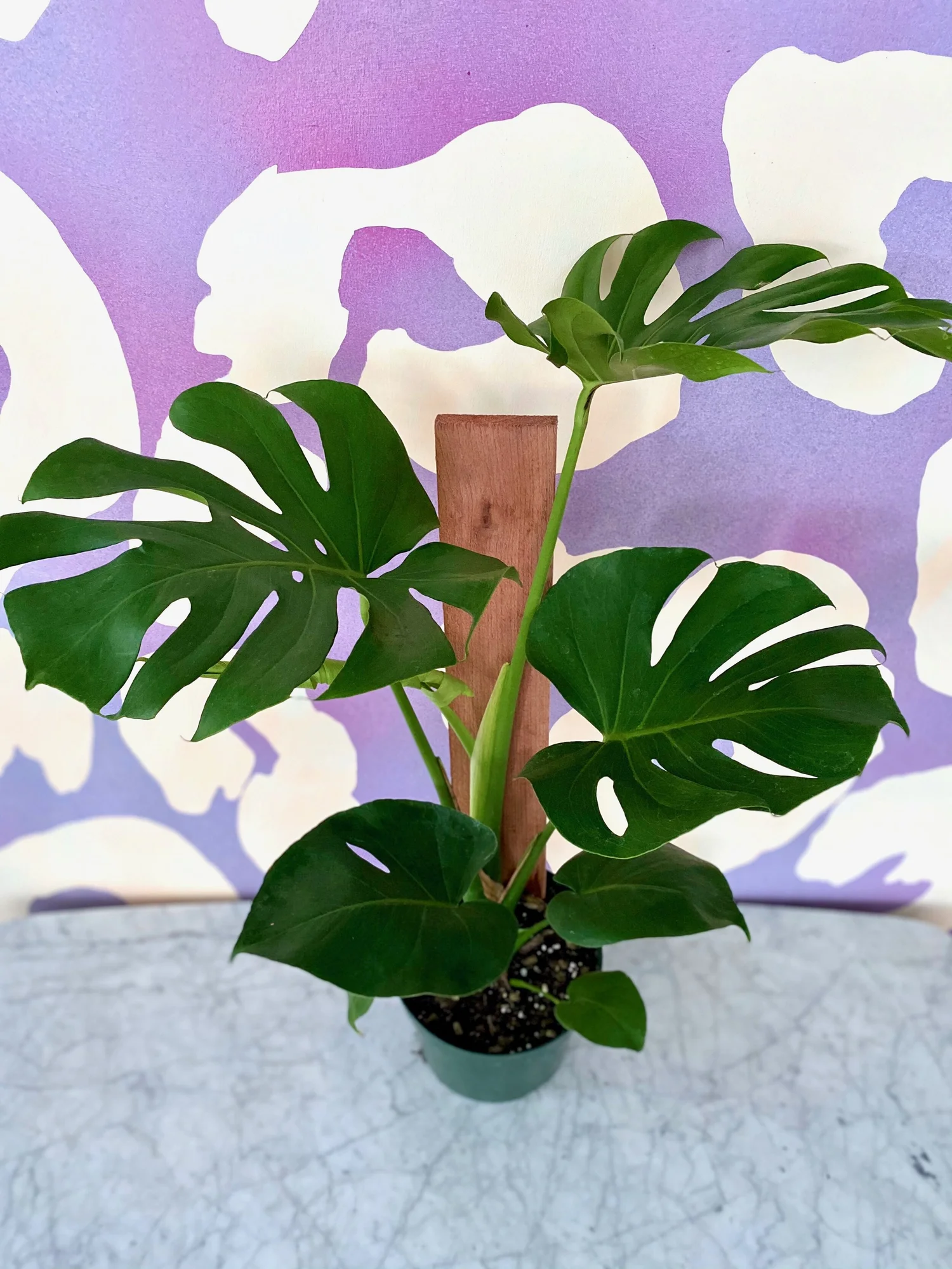 Monstera deliciosa  The Tender Gardener