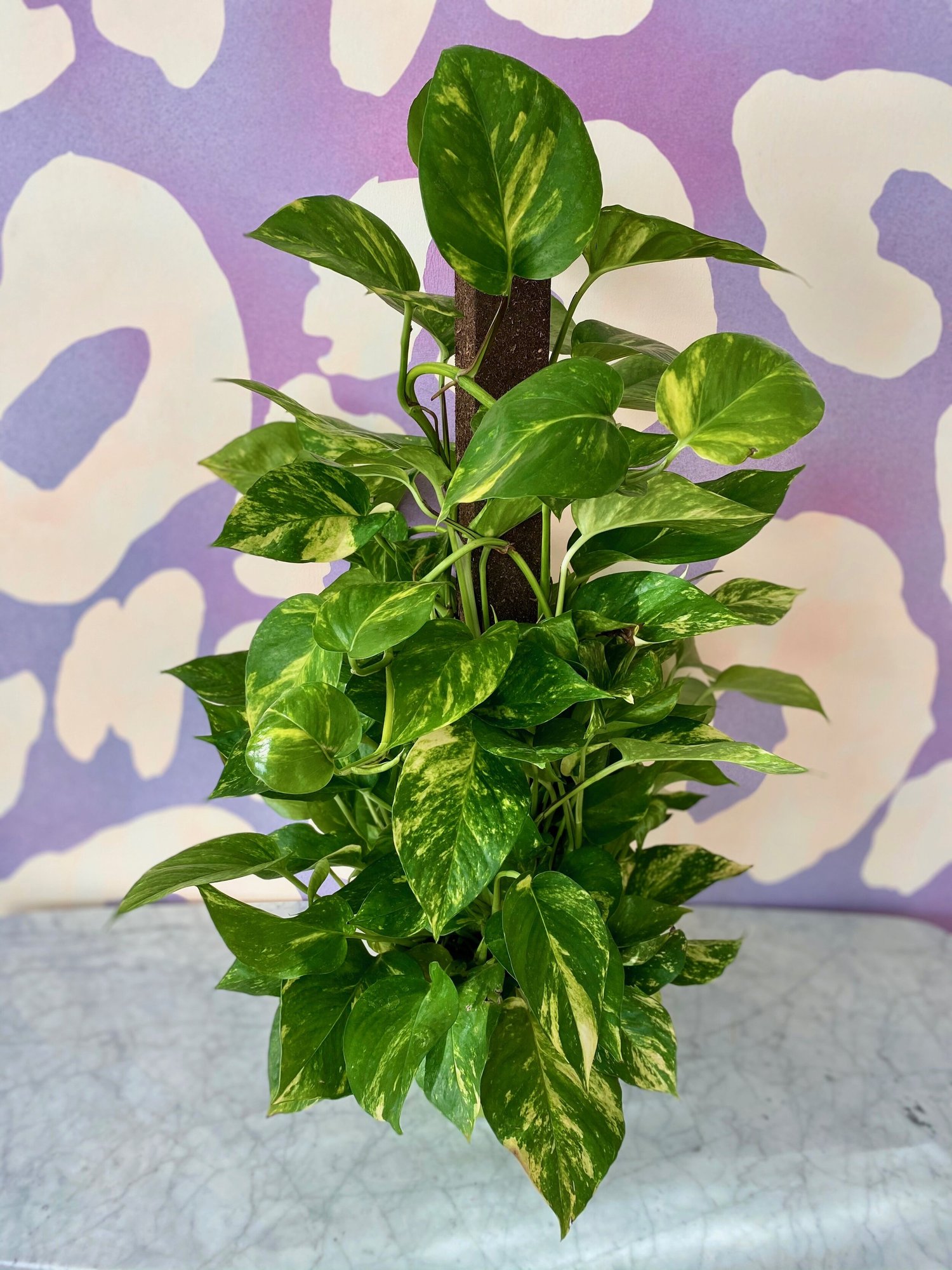 Golden Pothos  The Tender Gardener