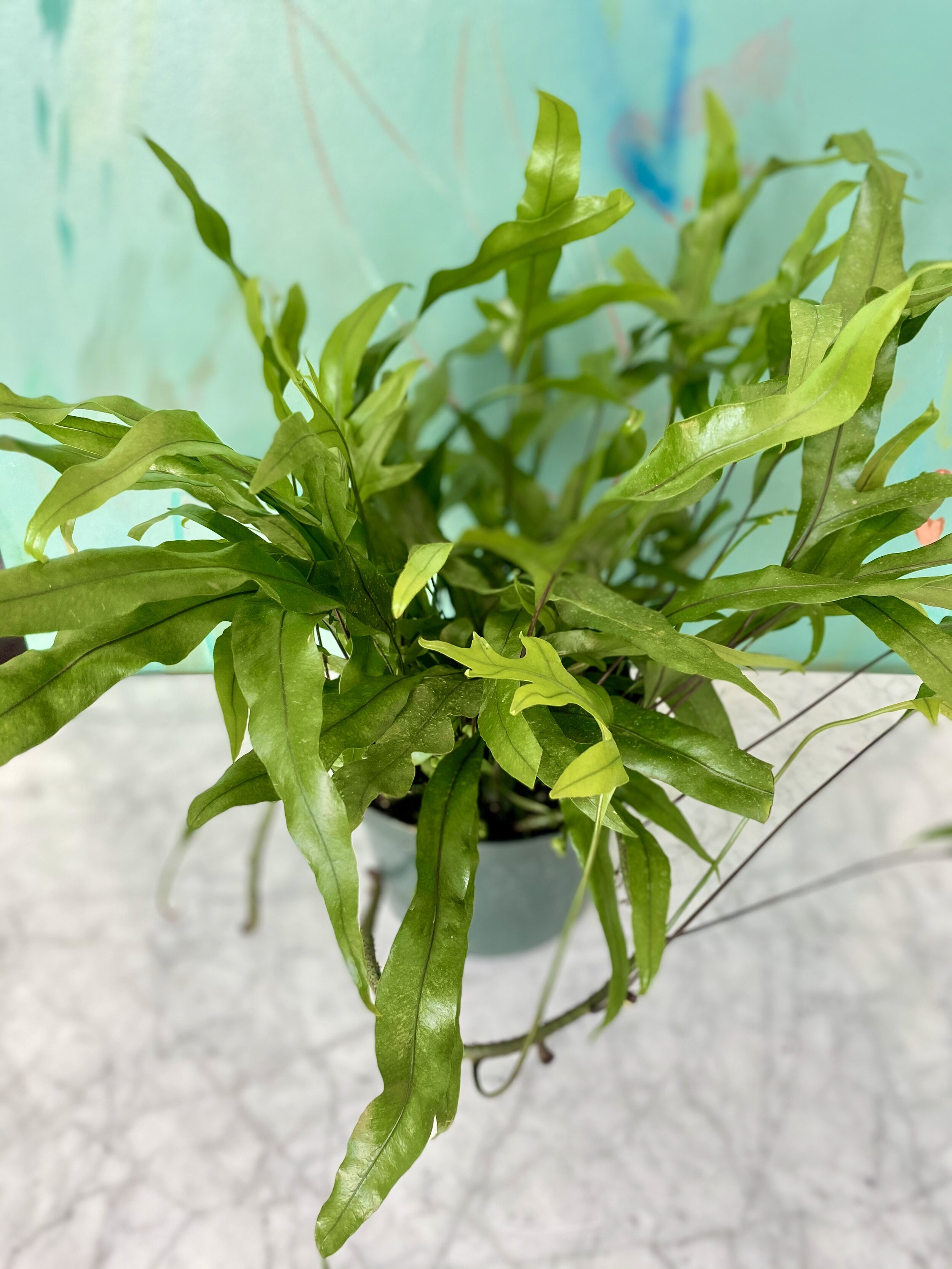 Kangaroo Fern.jpeg