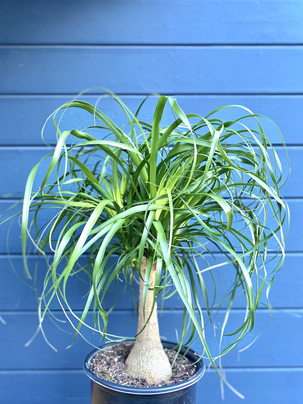 image.title Ponytail Palm, Beaucarnea recurvata — The Tender Gardener