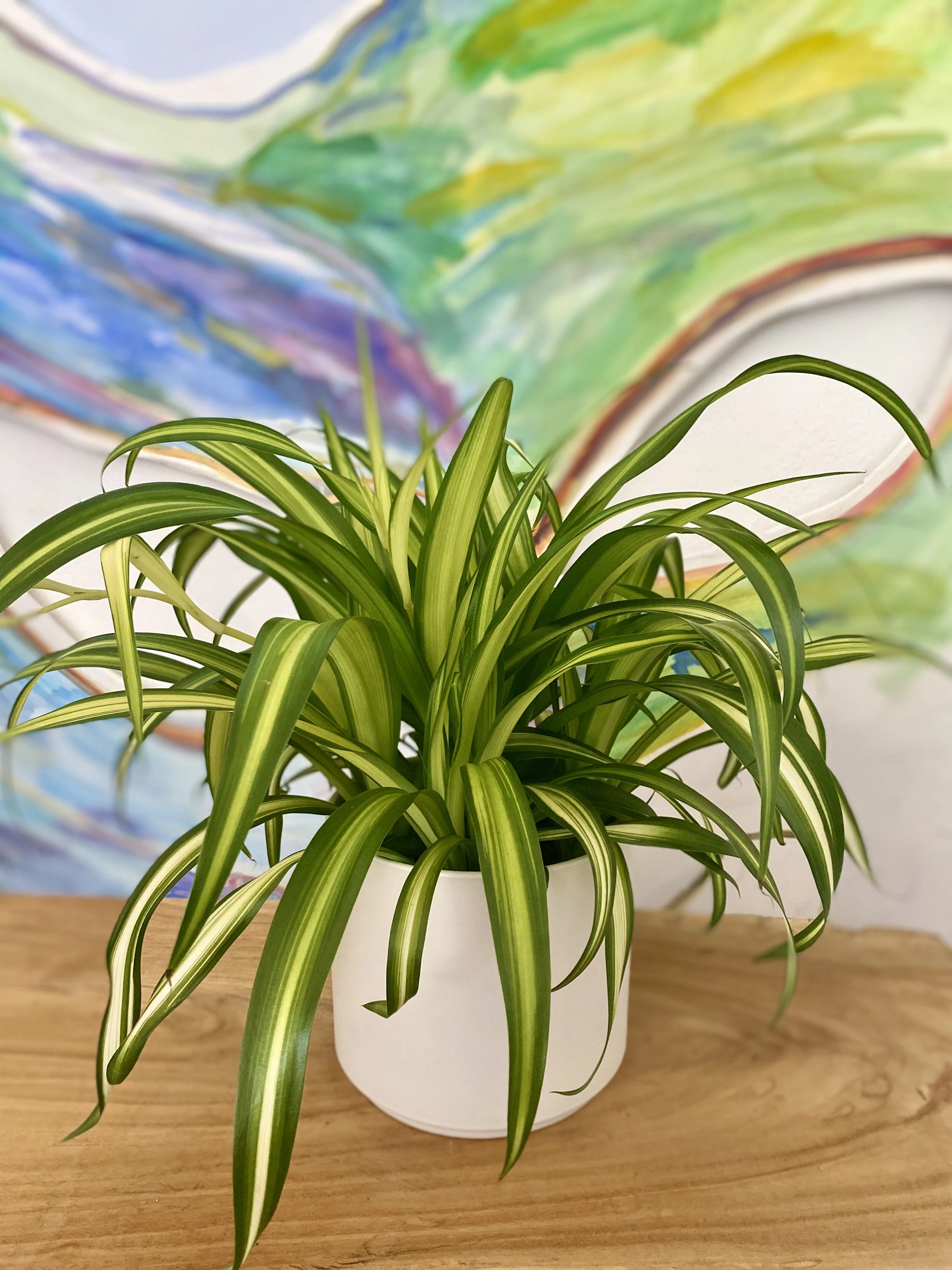 Hawaiian Spider Plant — The Tender Gardener