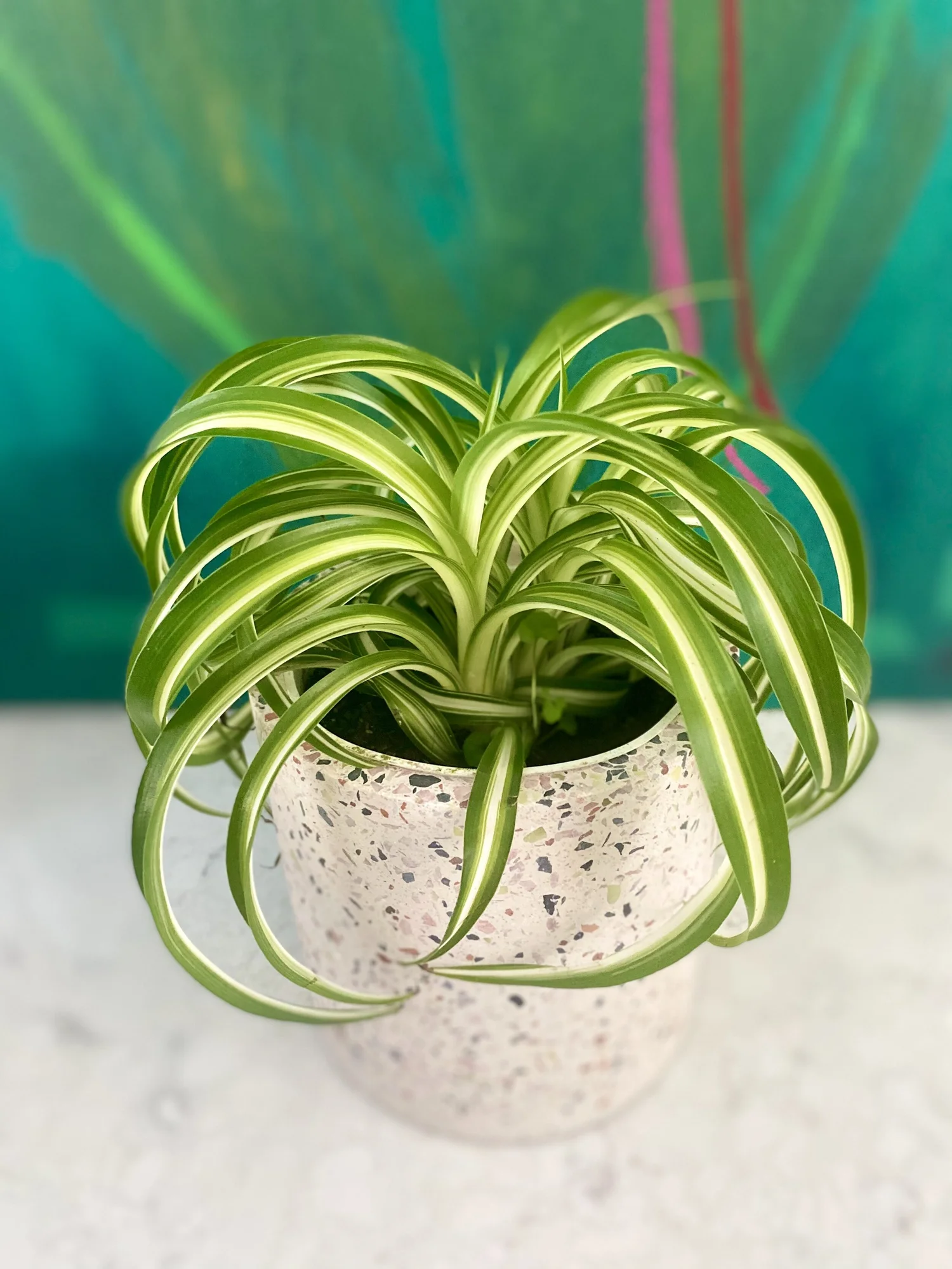 Curly Spider Plants, Chlorophytum comosum 'Bonnie'  The Tender Gardener