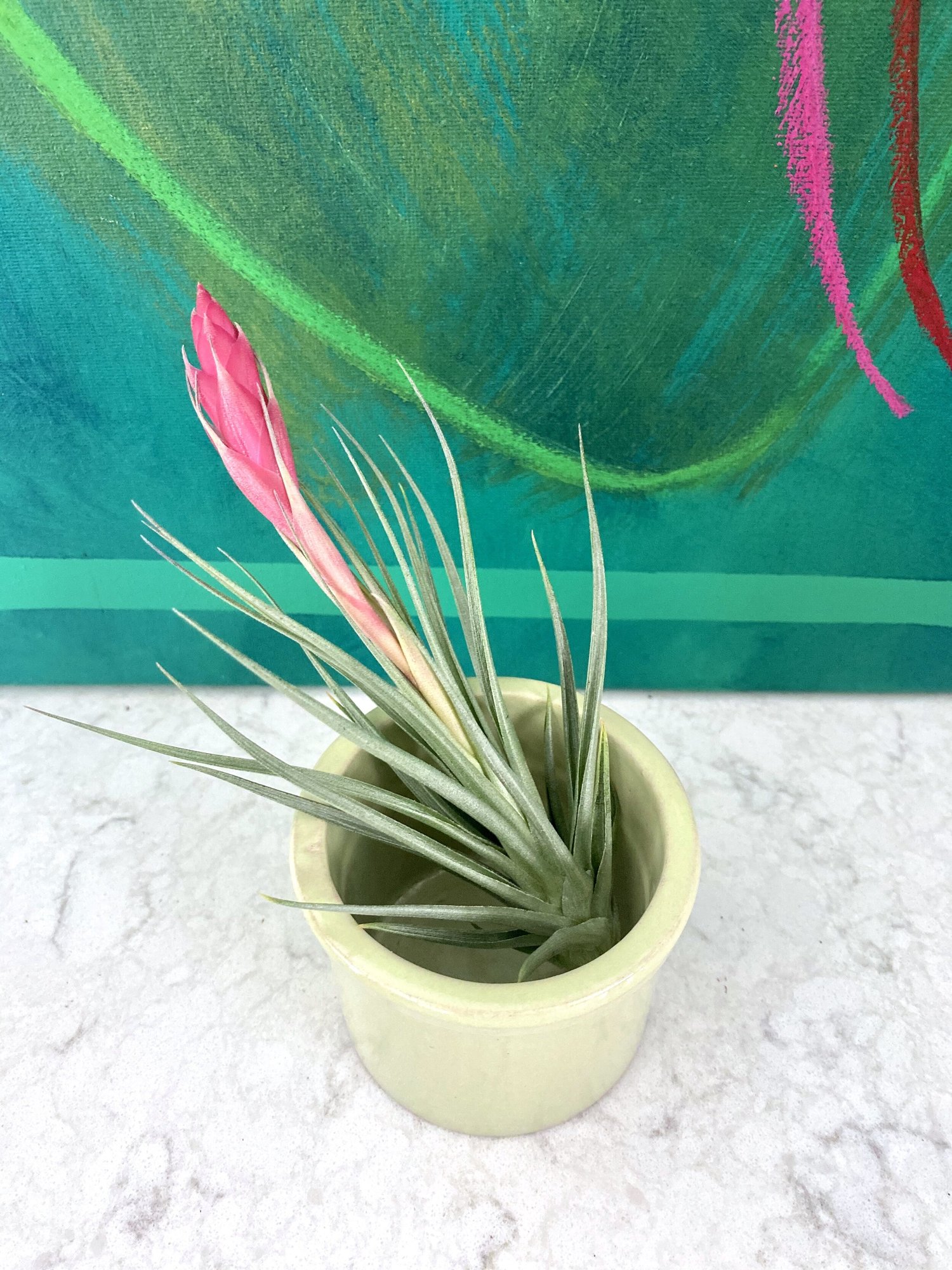 Tillandsia Stricta — The Tender Gardener